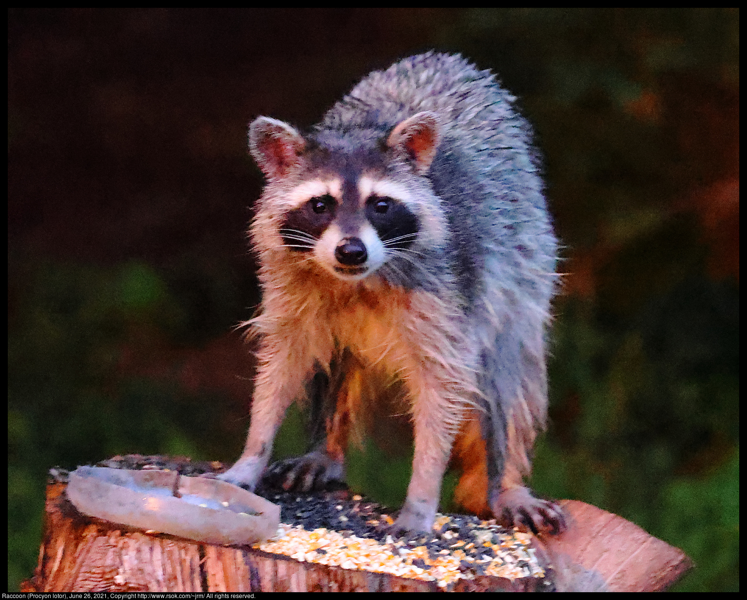 Raccoon (Procyon lotor), June 26, 2021