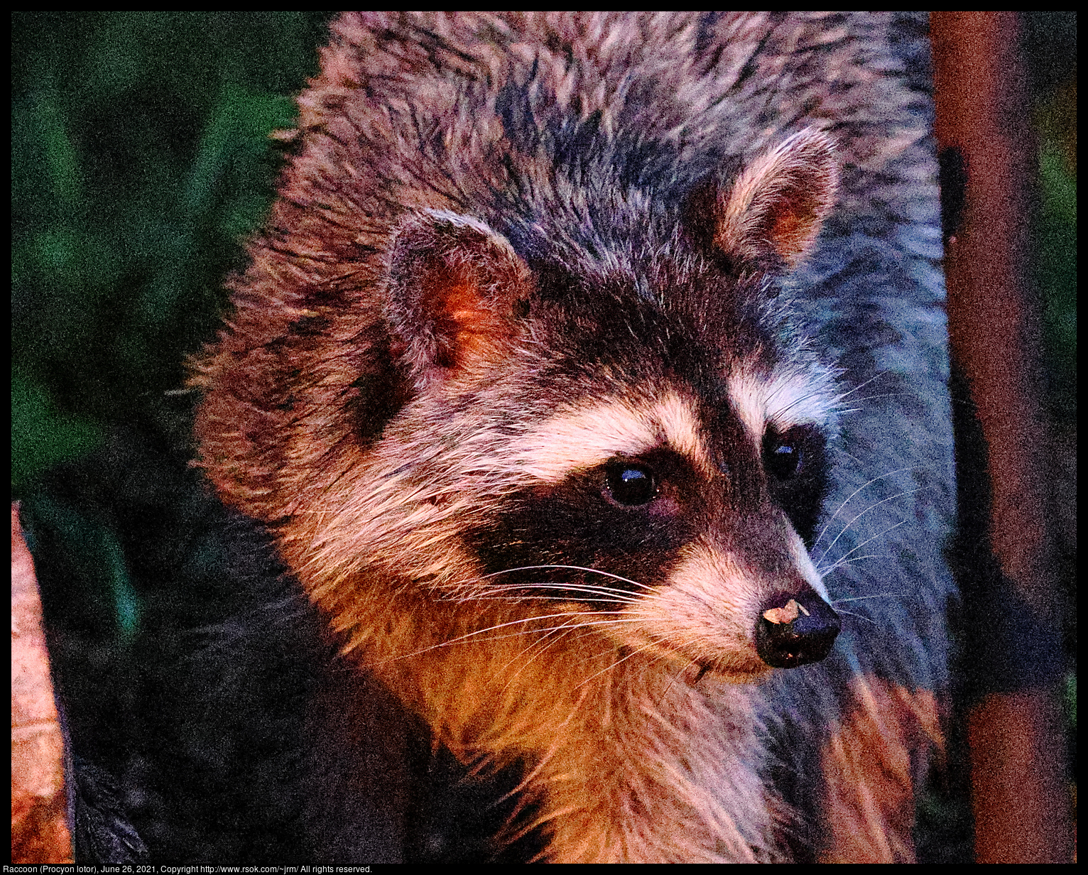 Raccoon (Procyon lotor), June 26, 2021