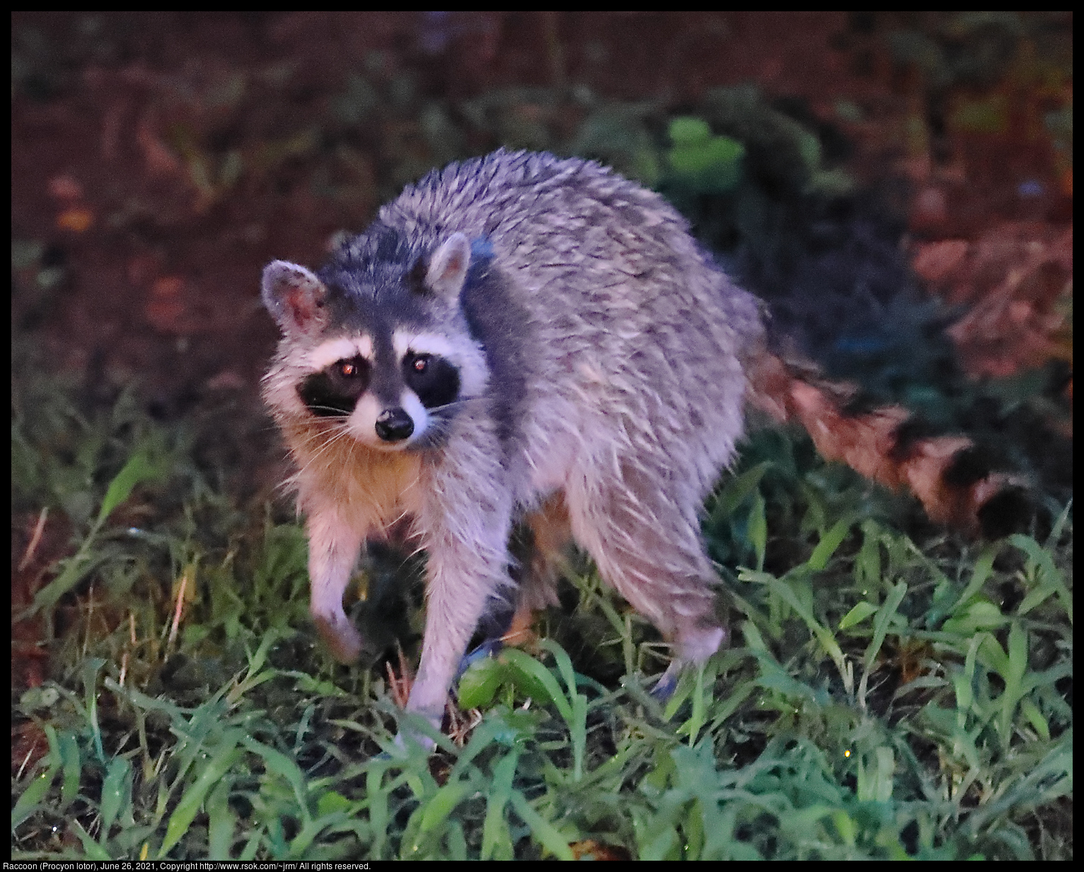 Raccoon (Procyon lotor), June 26, 2021