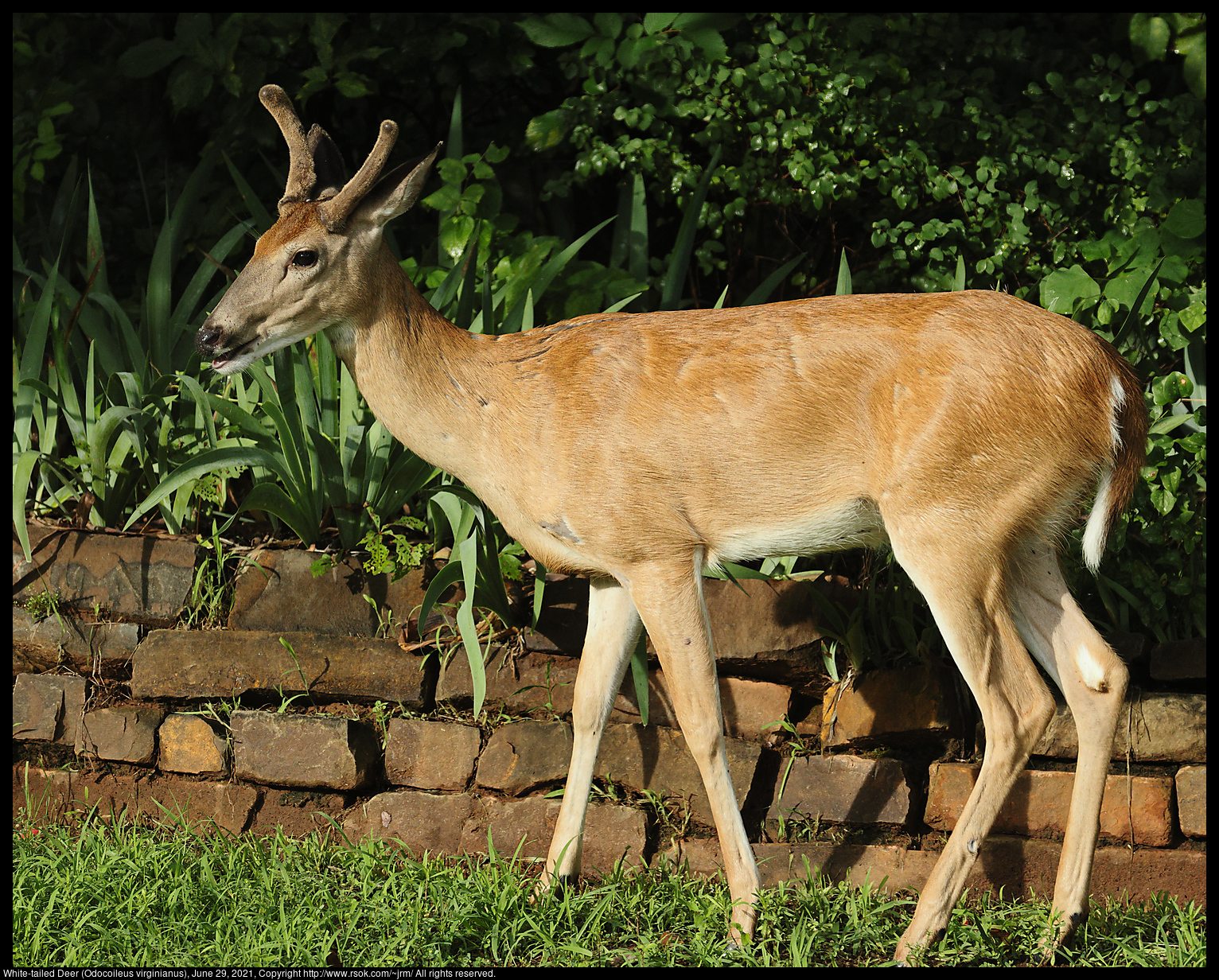 White-tailed Deer (Odocoileus virginianus), June 29, 2021