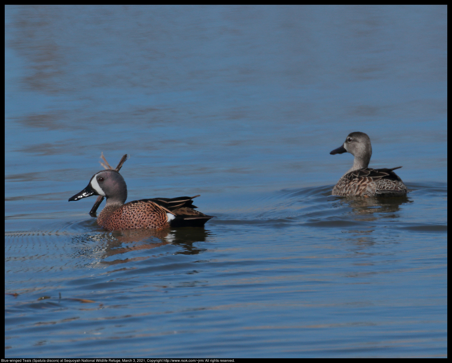 Blue-winged Teals (Spatula discors) at Sequoyah National Wildlife Refuge, March 3, 2021