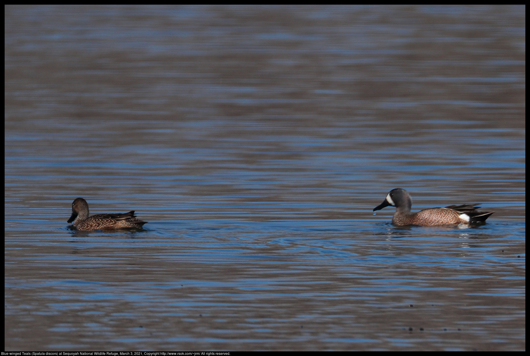 Blue-winged Teals (Spatula discors) at Sequoyah National Wildlife Refuge, March 3, 2021