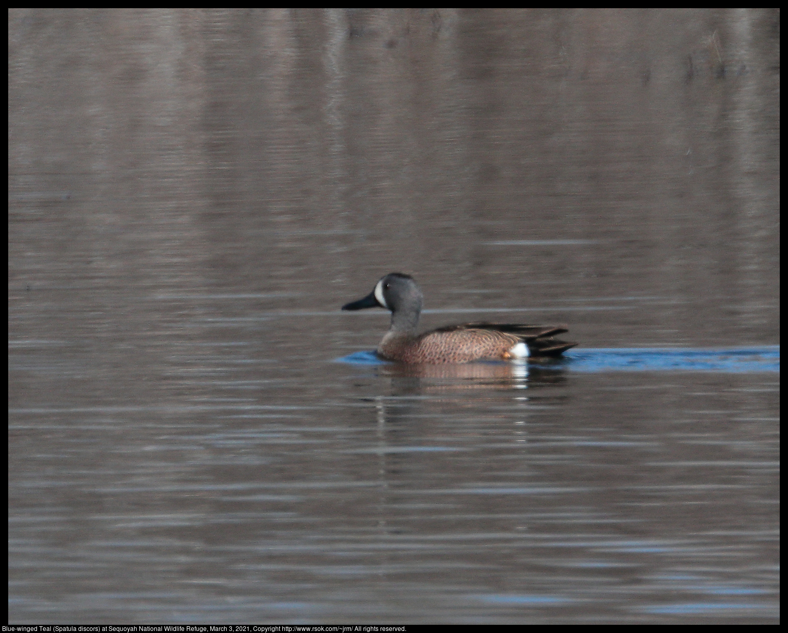 Blue-winged Teal (Spatula discors) at Sequoyah National Wildlife Refuge, March 3, 2021
