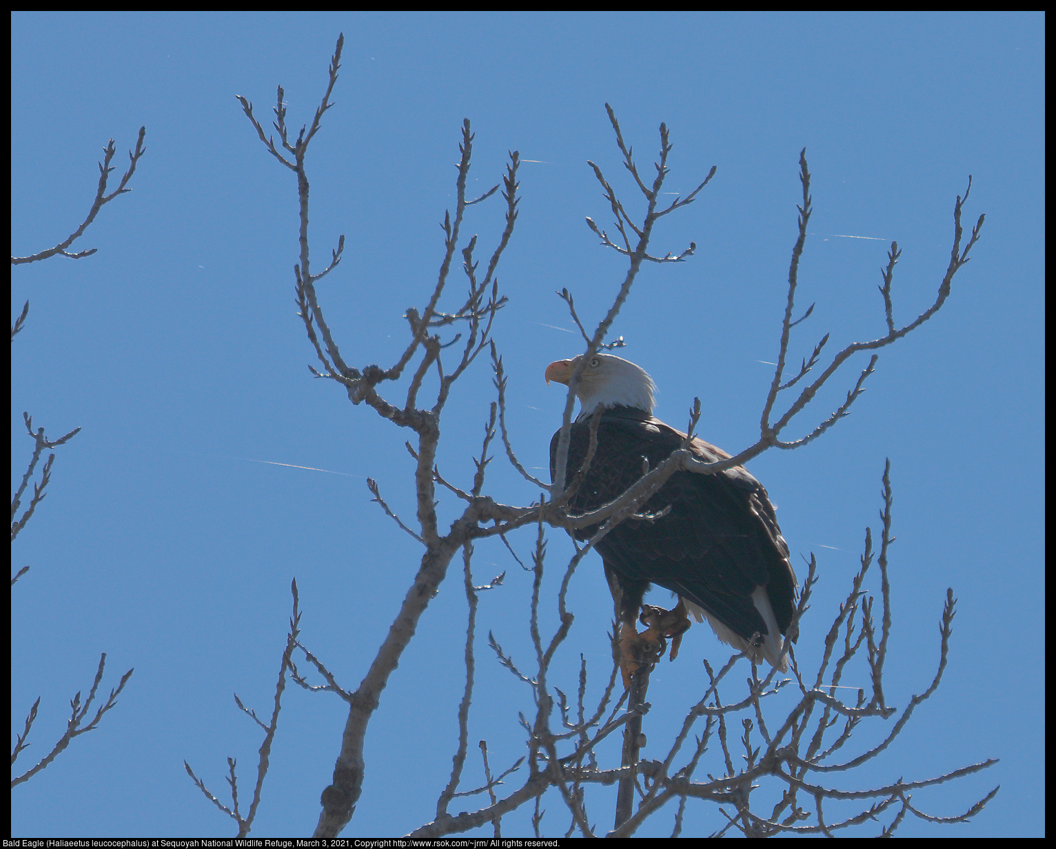 Bald Eagle (Haliaeetus leucocephalus) at Sequoyah National Wildlife Refuge, March 3, 2021