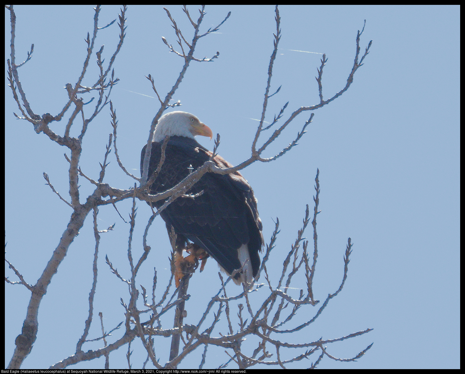 Bald Eagle (Haliaeetus leucocephalus) at Sequoyah National Wildlife Refuge, March 3, 2021