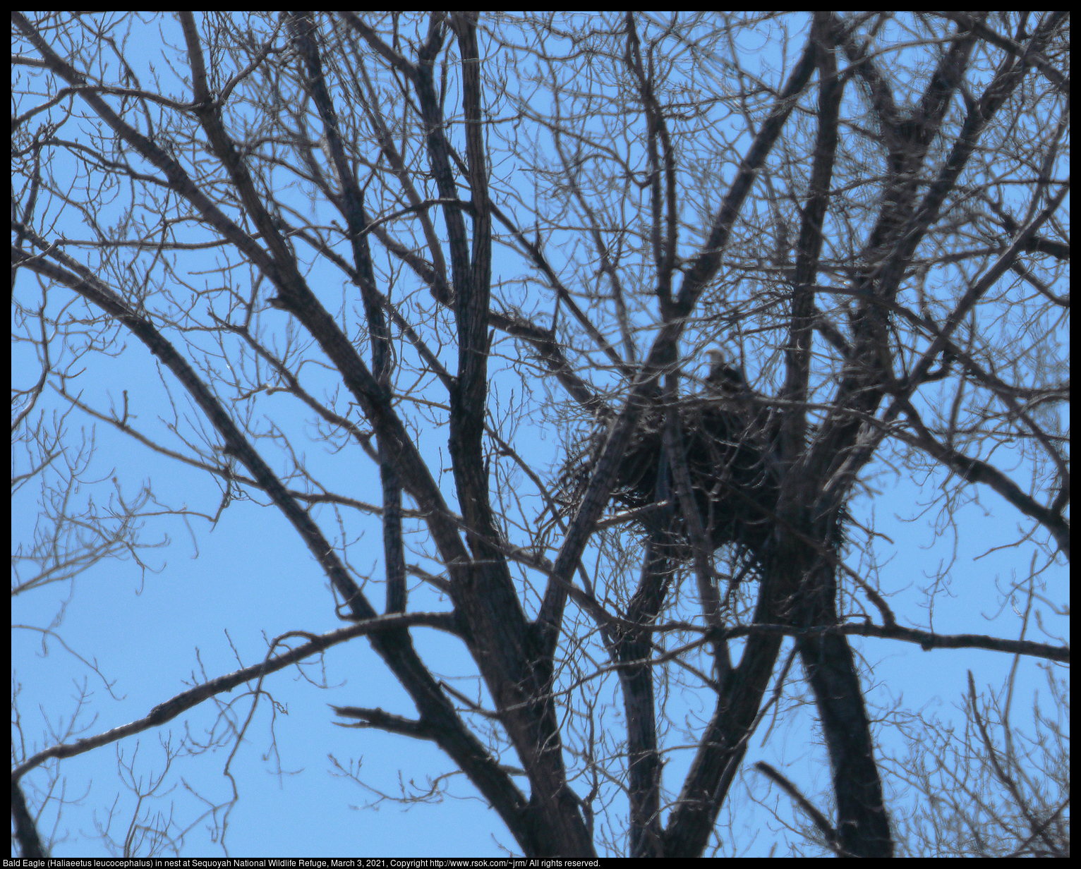 Bald Eagle (Haliaeetus leucocephalus) in nest at Sequoyah National Wildlife Refuge, March 3, 2021