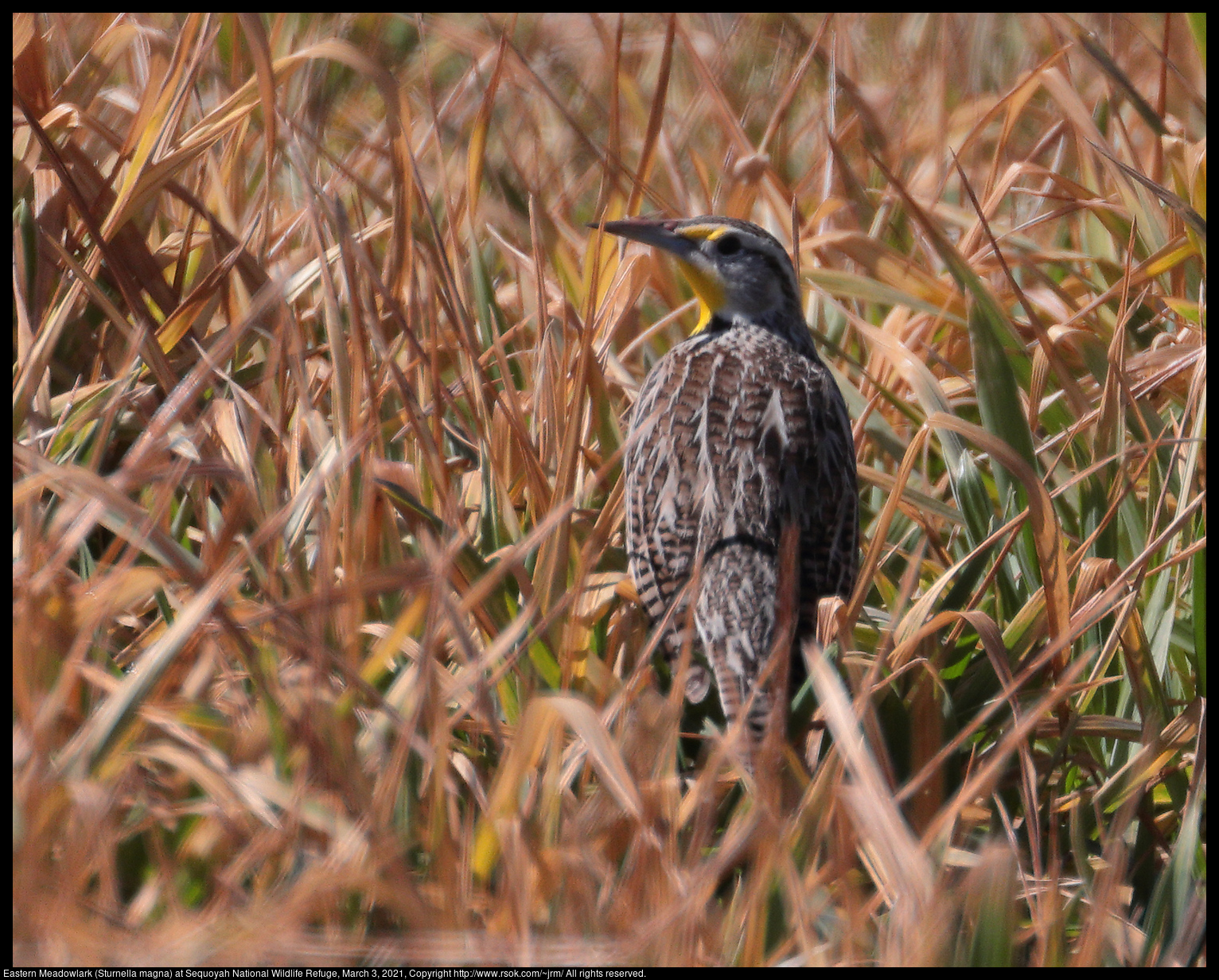 Eastern Meadowlark (Sturnella magna) at Sequoyah National Wildlife Refuge, March 3, 2021