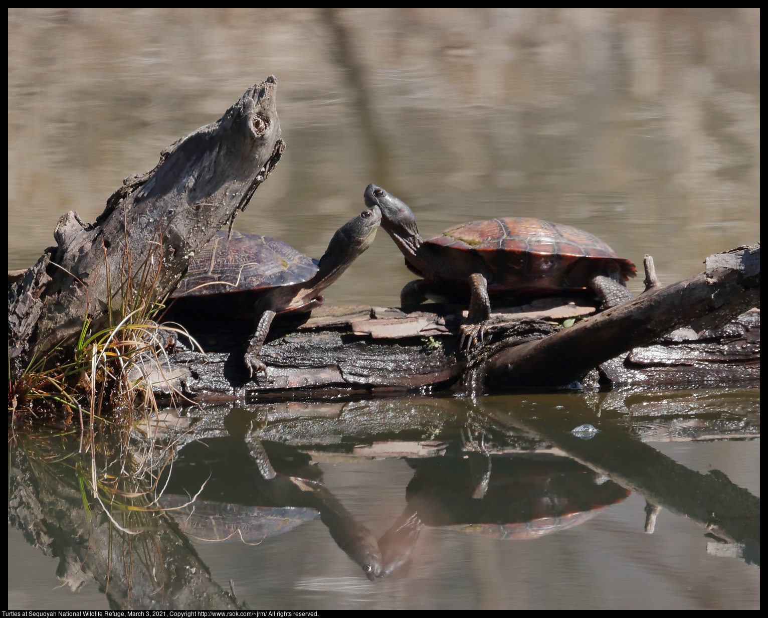 Turtles at Sequoyah National Wildlife Refuge, March 3, 2021