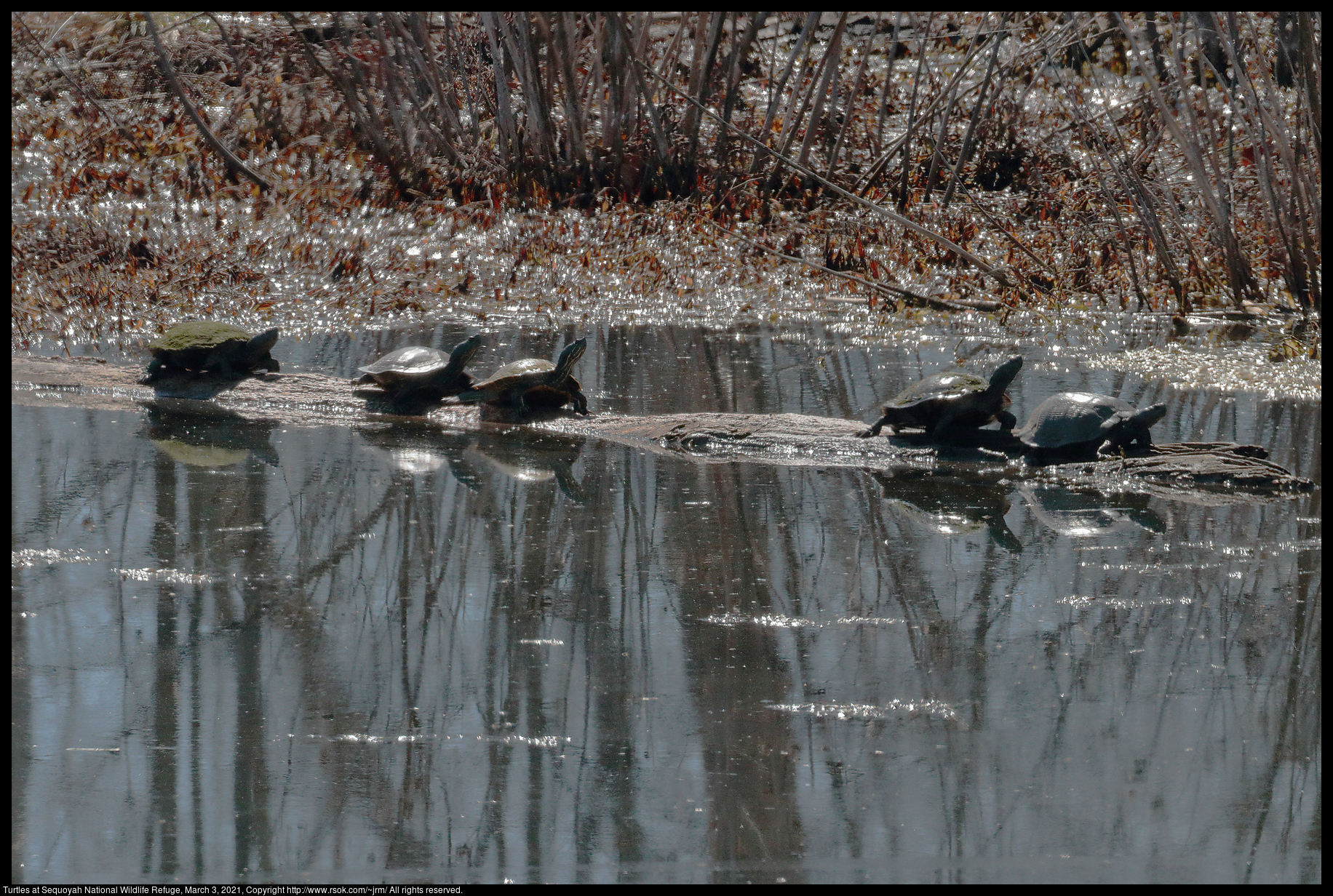 Turtles at Sequoyah National Wildlife Refuge, March 3, 2021