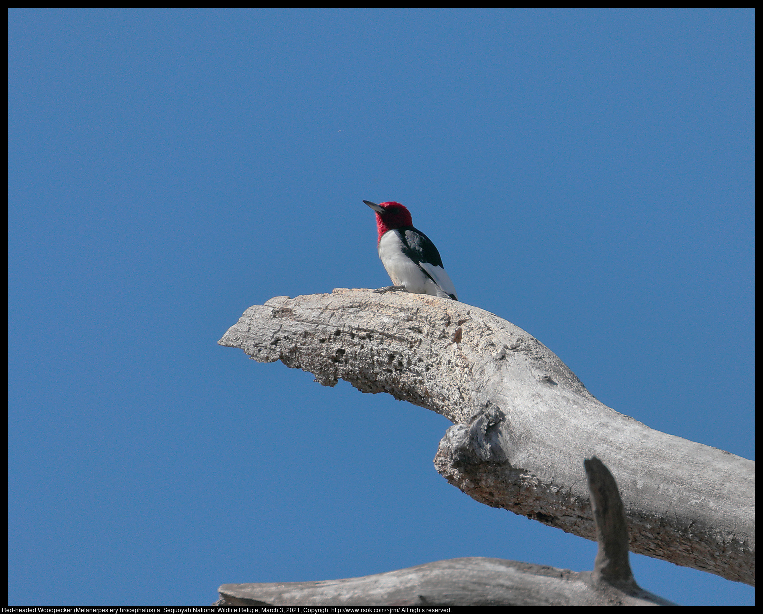 Red-headed Woodpecker (Melanerpes erythrocephalus) at Sequoyah National Wildlife Refuge, March 3, 2021
