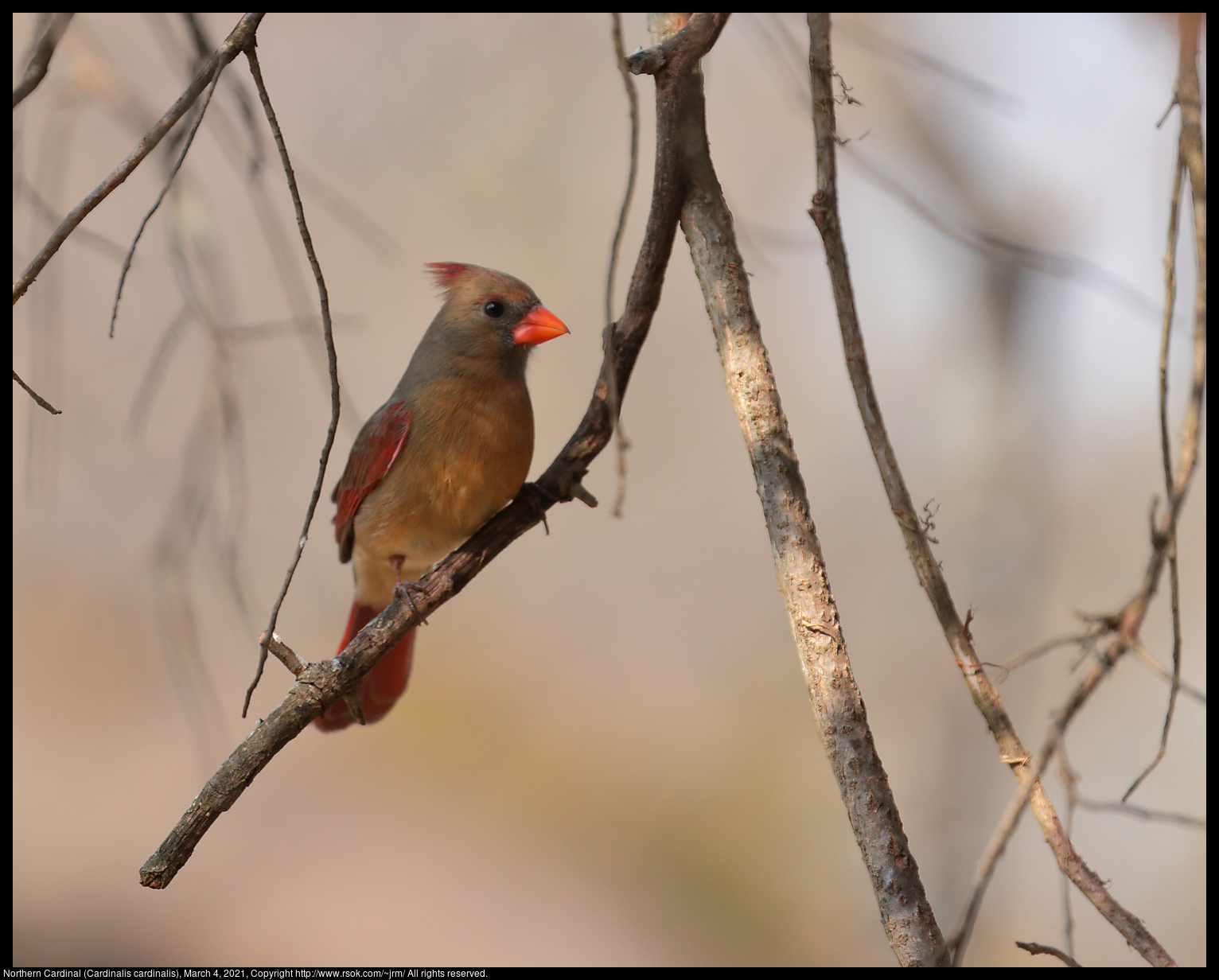 Northern Cardinal (Cardinalis cardinalis), March 4, 2021