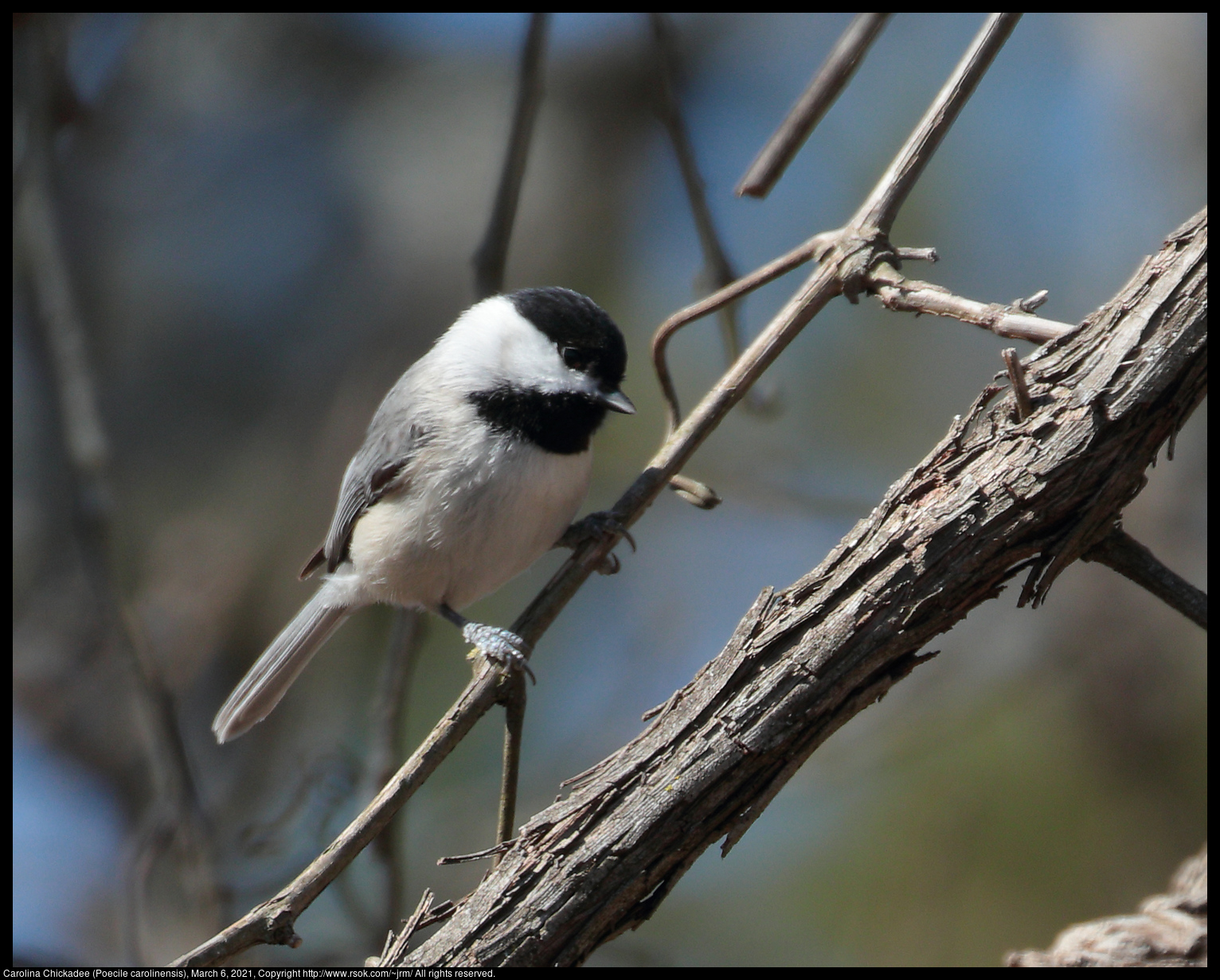 Carolina Chickadee (Poecile carolinensis), March 6, 2021