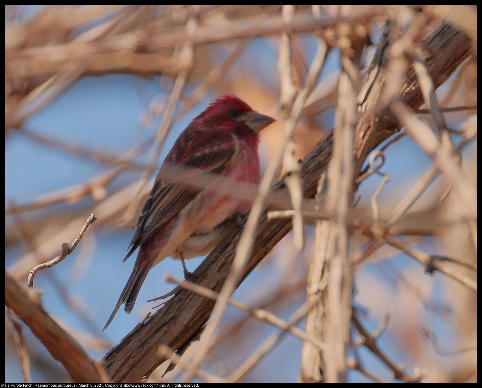 Male Purple Finch (Haemorhous purpureus), March 6, 2021