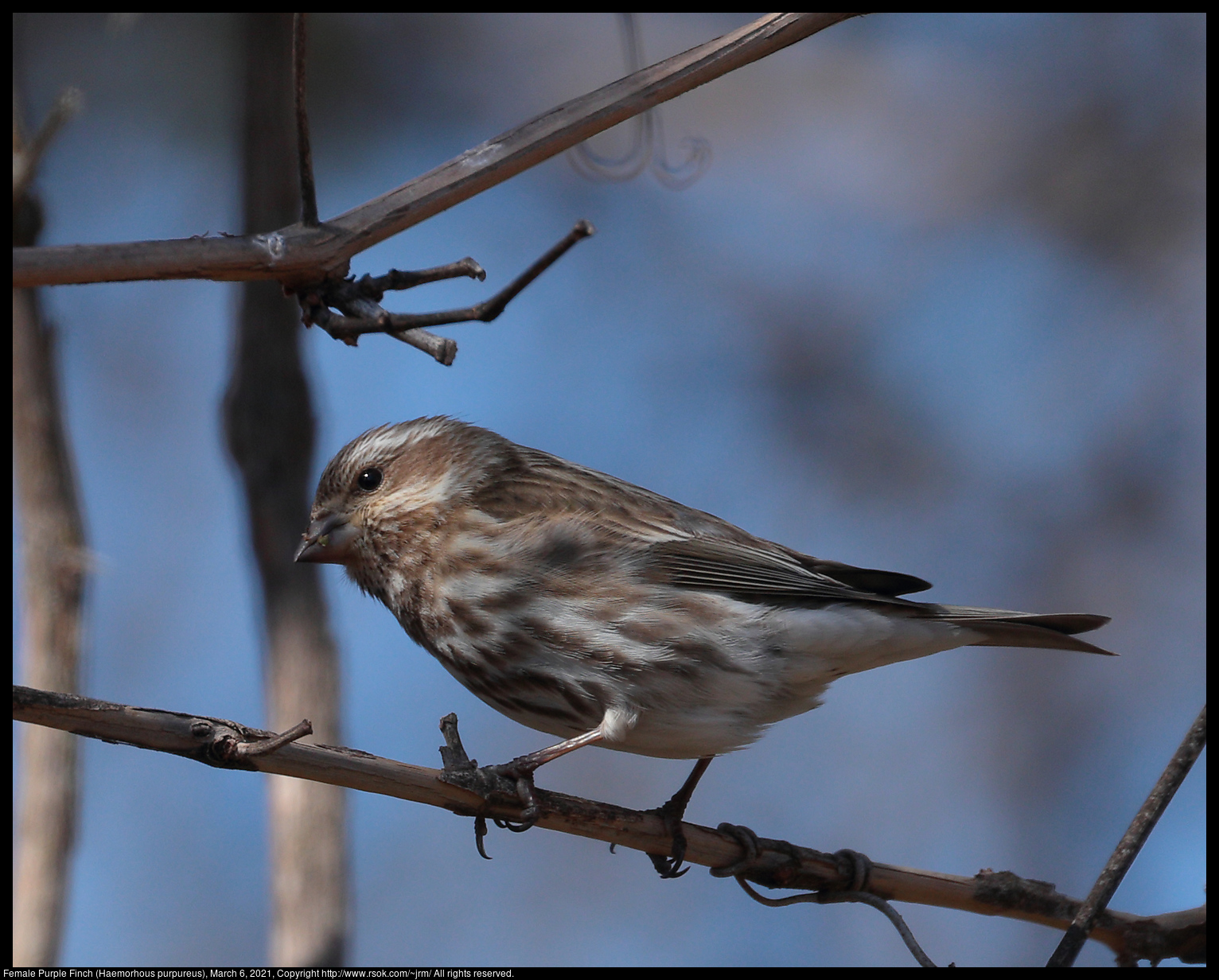 Female Purple Finch (Haemorhous purpureus), March 6, 2021