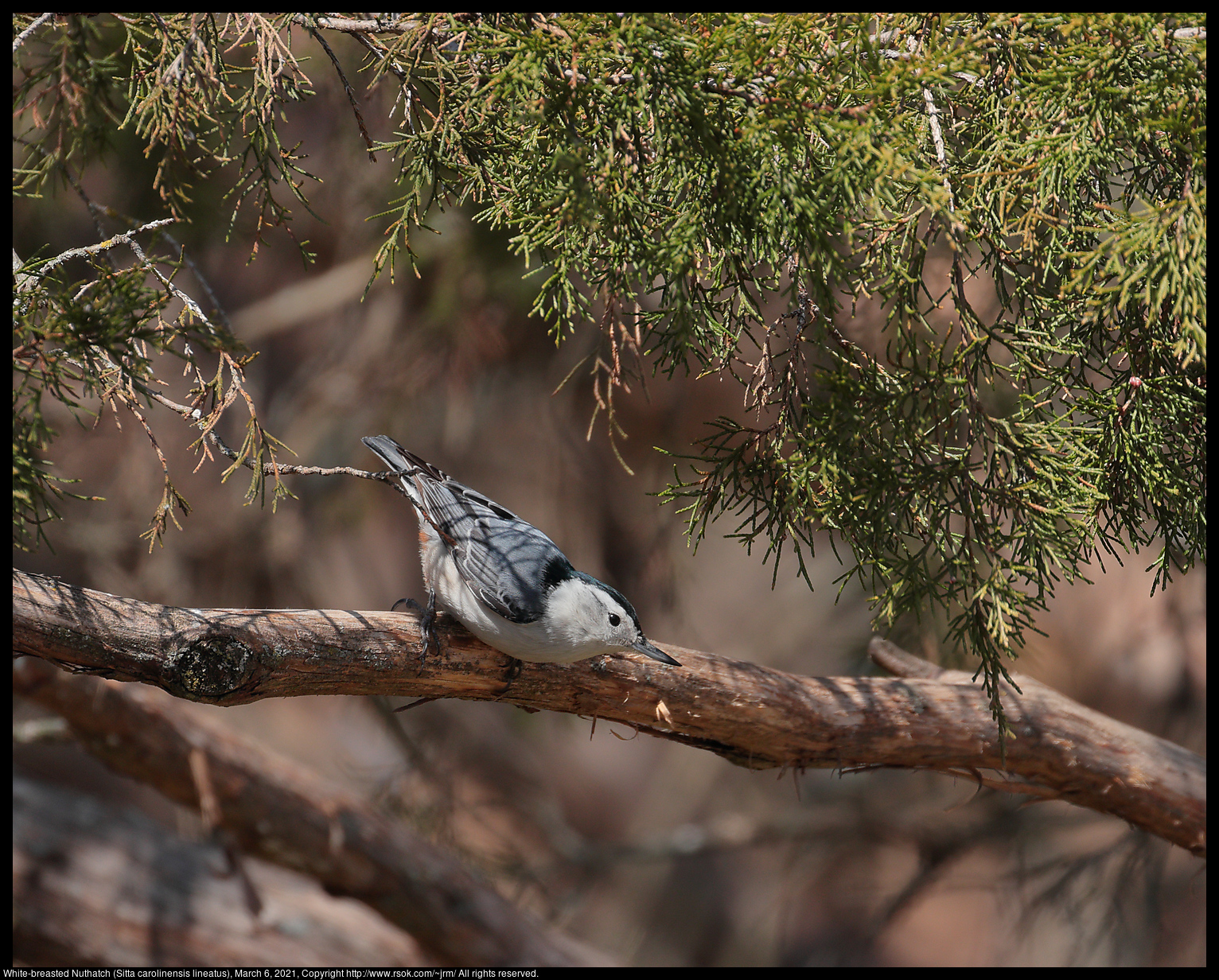 White-breasted Nuthatch (Sitta carolinensis lineatus), March 6, 2021