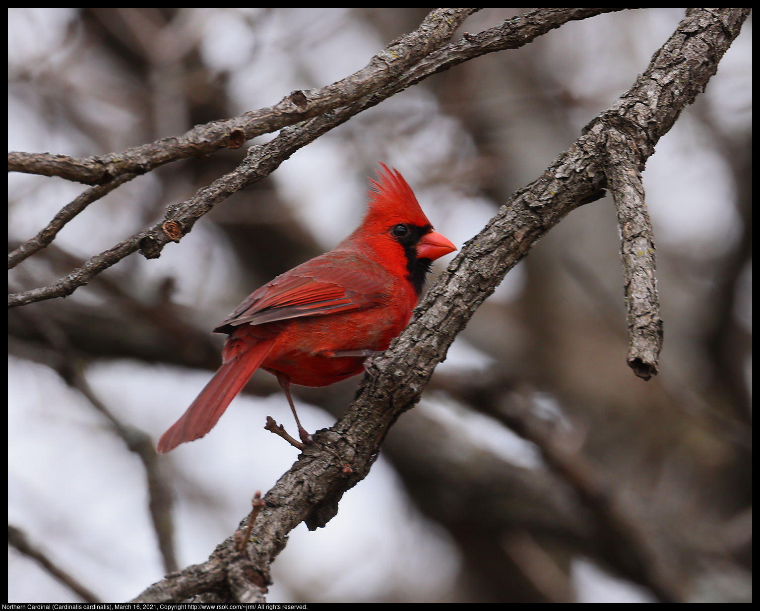 Northern Cardinal (Cardinalis cardinalis), March 16, 2021