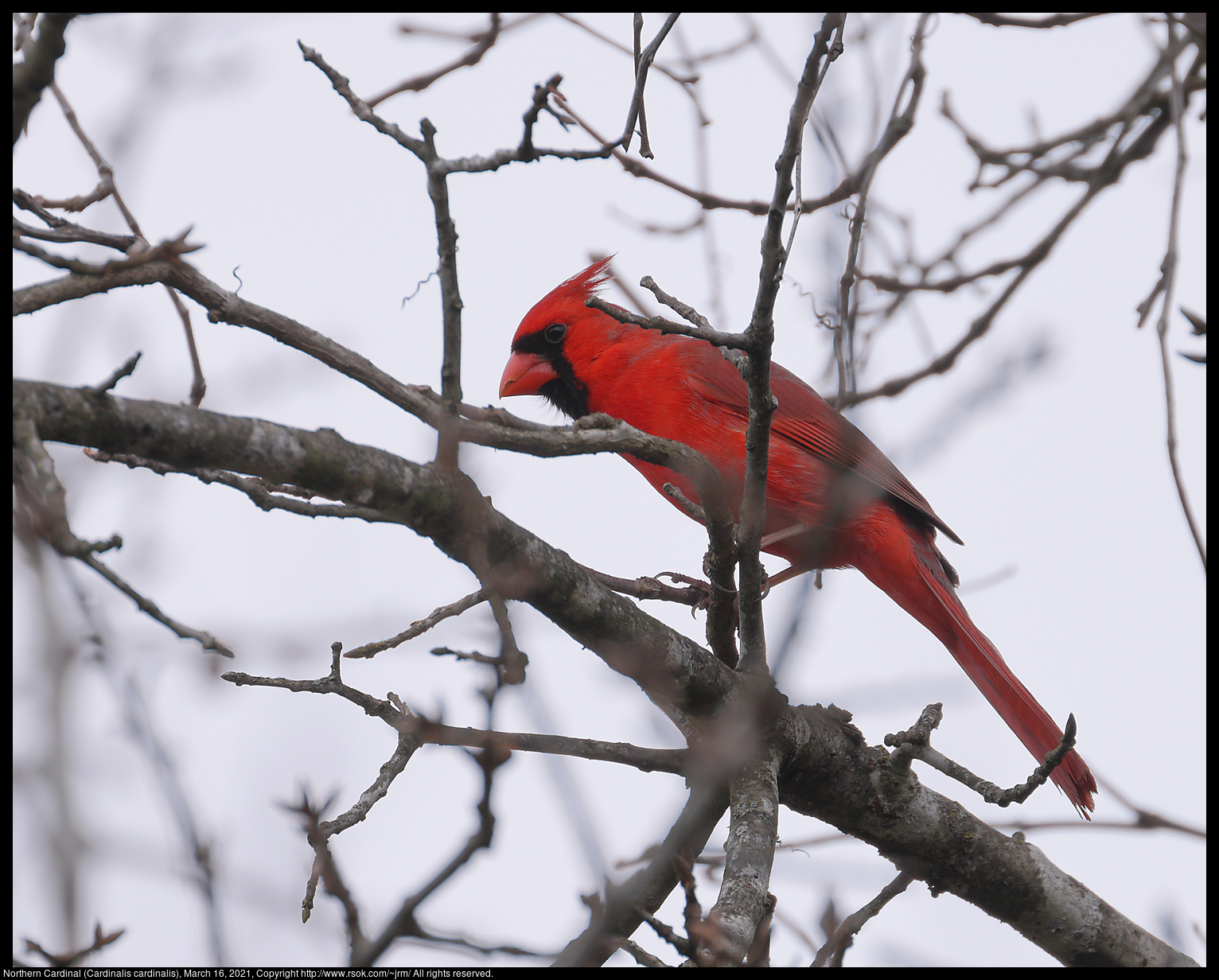 Northern Cardinal (Cardinalis cardinalis), March 16, 2021