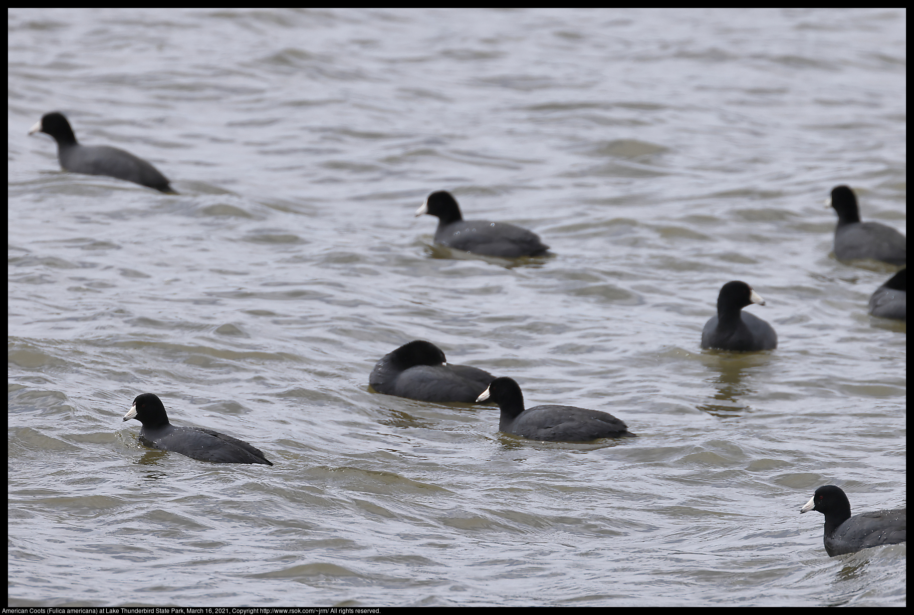 American Coots (Fulica americana) at Lake Thunderbird State Park, March 16, 2021