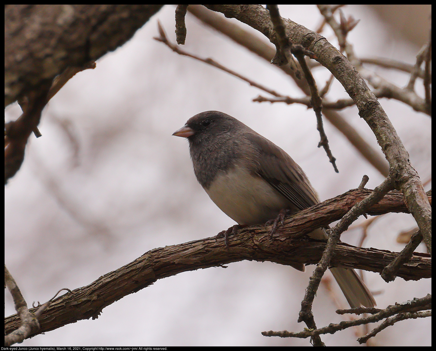 Dark-eyed Junco (Junco hyemalis), March 16, 2021