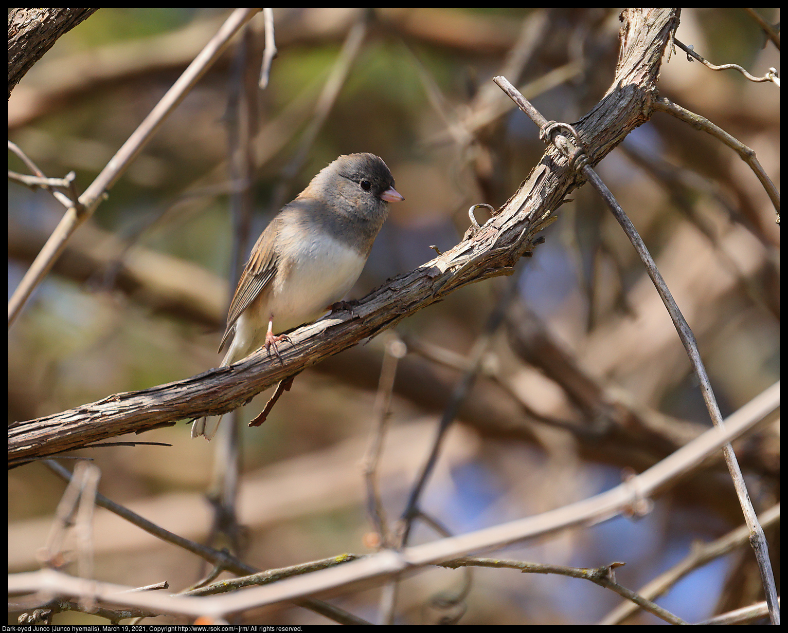 Dark-eyed Junco (Junco hyemalis), March 21, 2021