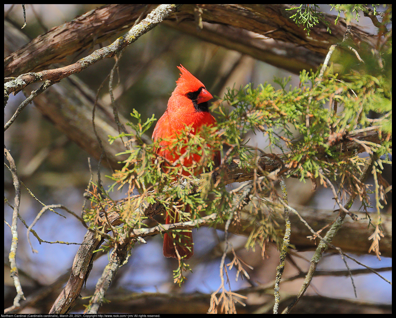 Northern Cardinal (Cardinalis cardinalis), March 20, 2021