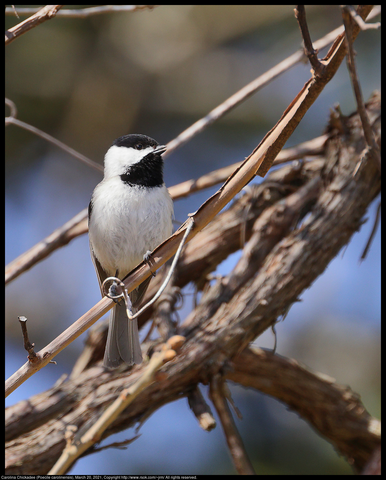 Carolina Chickadee (Poecile carolinensis), March 20, 2021