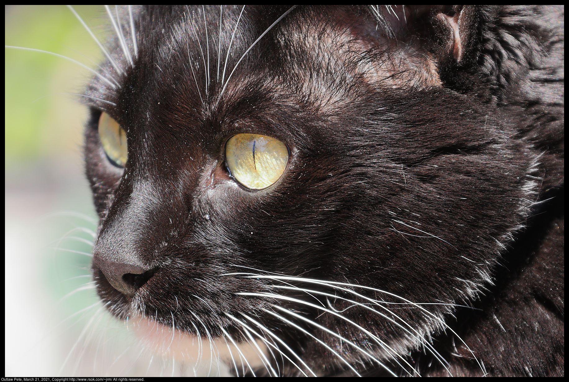 Outlaw Pete, March 21, 2021