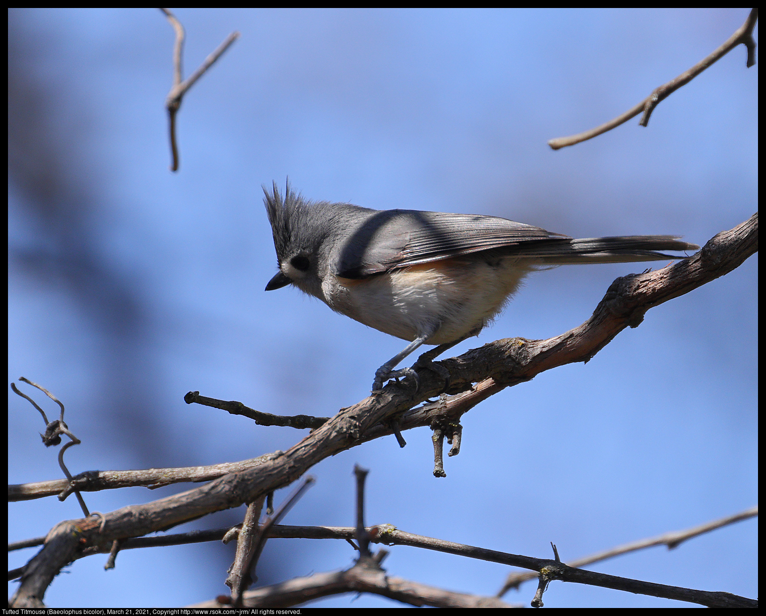 Tufted Titmouse (Baeolophus bicolor), March 21, 2021