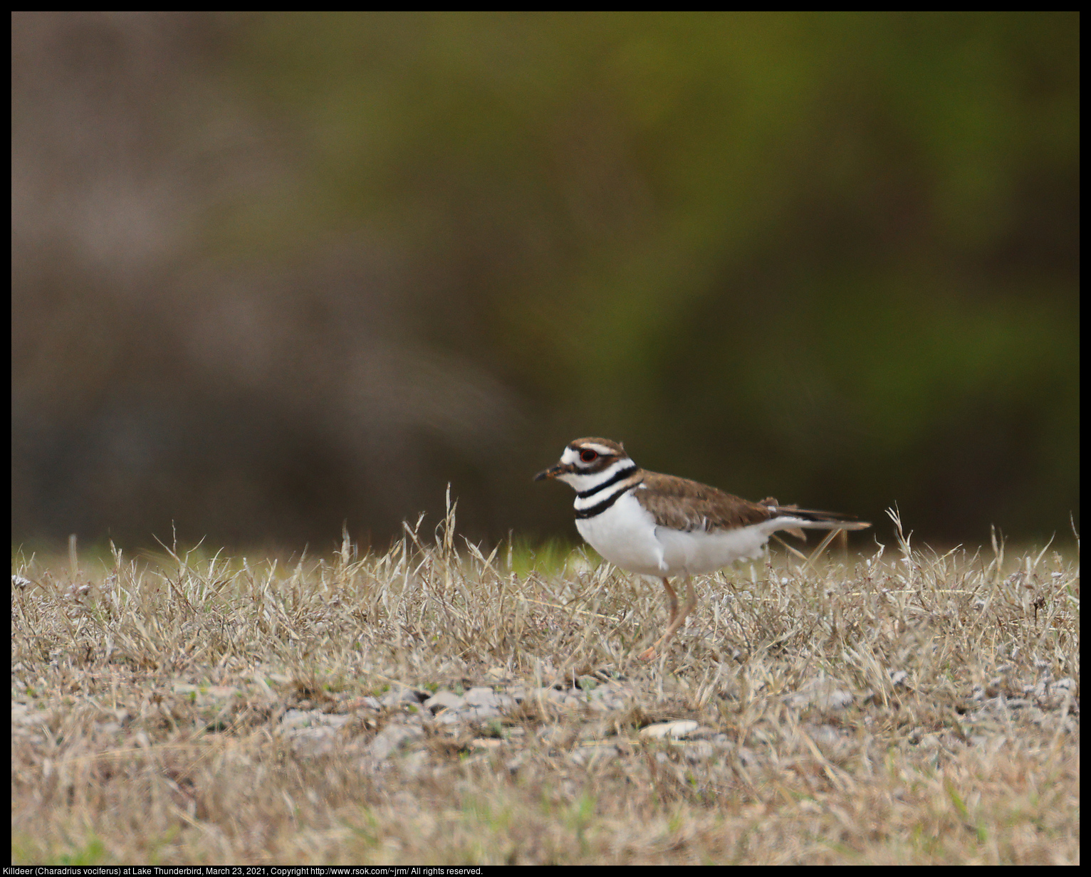 Killdeer (Charadrius vociferus) at Lake Thunderbird, March 23, 2021