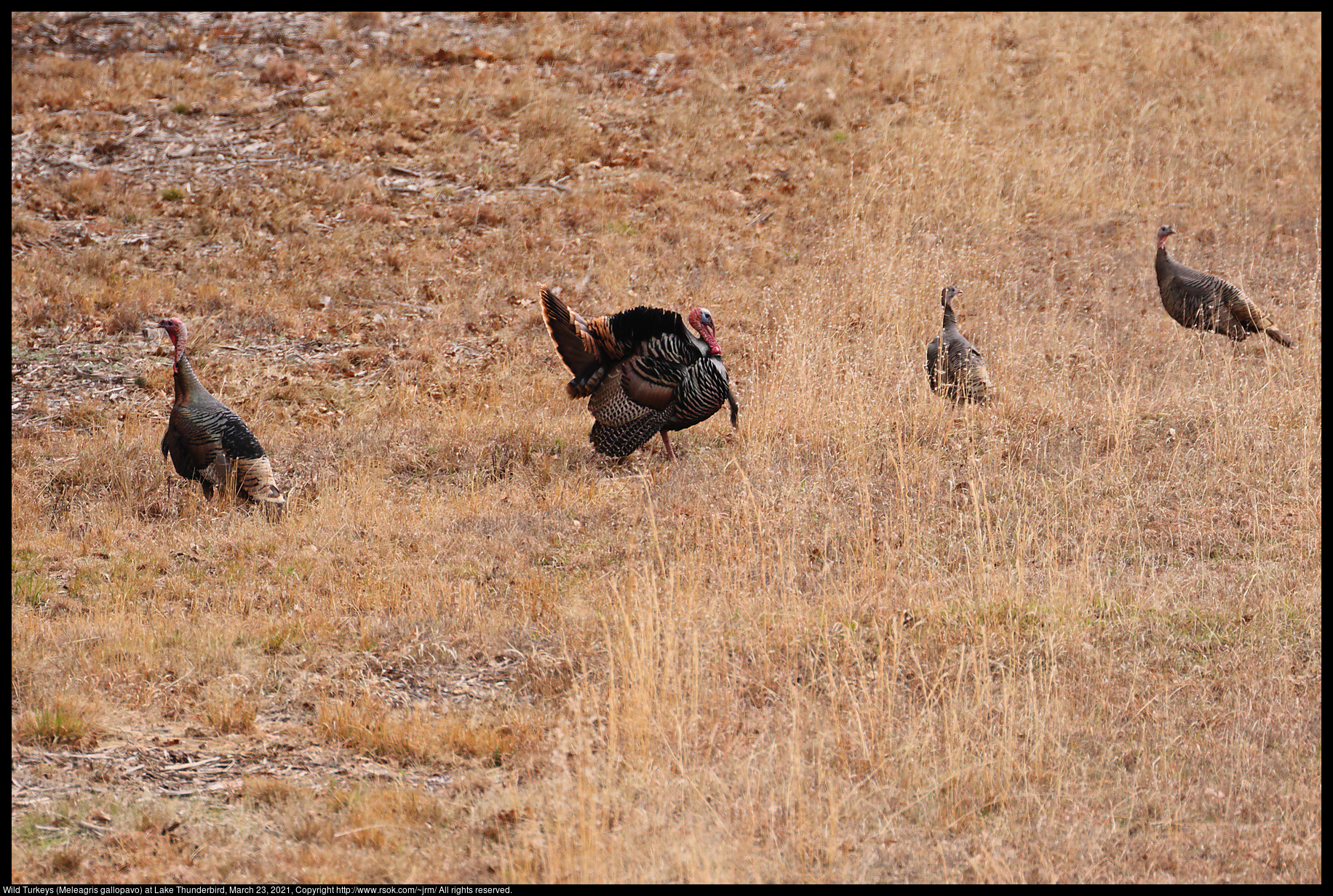 Wild Turkeys (Meleagris gallopavo) at Lake Thunderbird, March 23, 2021