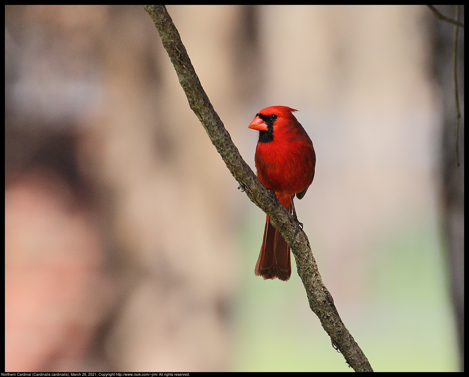 Northern Cardinal (Cardinalis cardinalis), March 26, 2021
