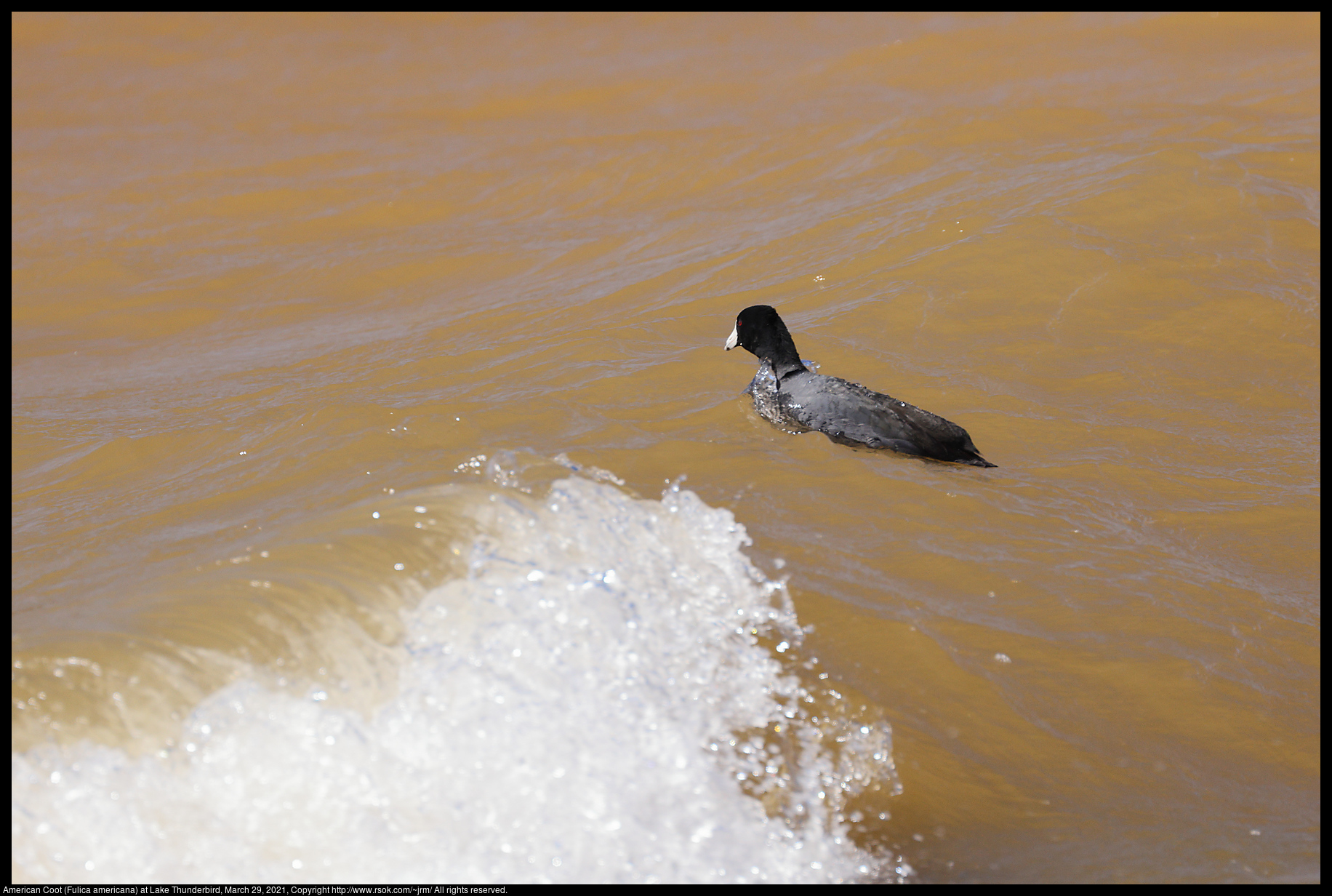 American Coot (Fulica americana) at Lake Thunderbird, March 29, 2021