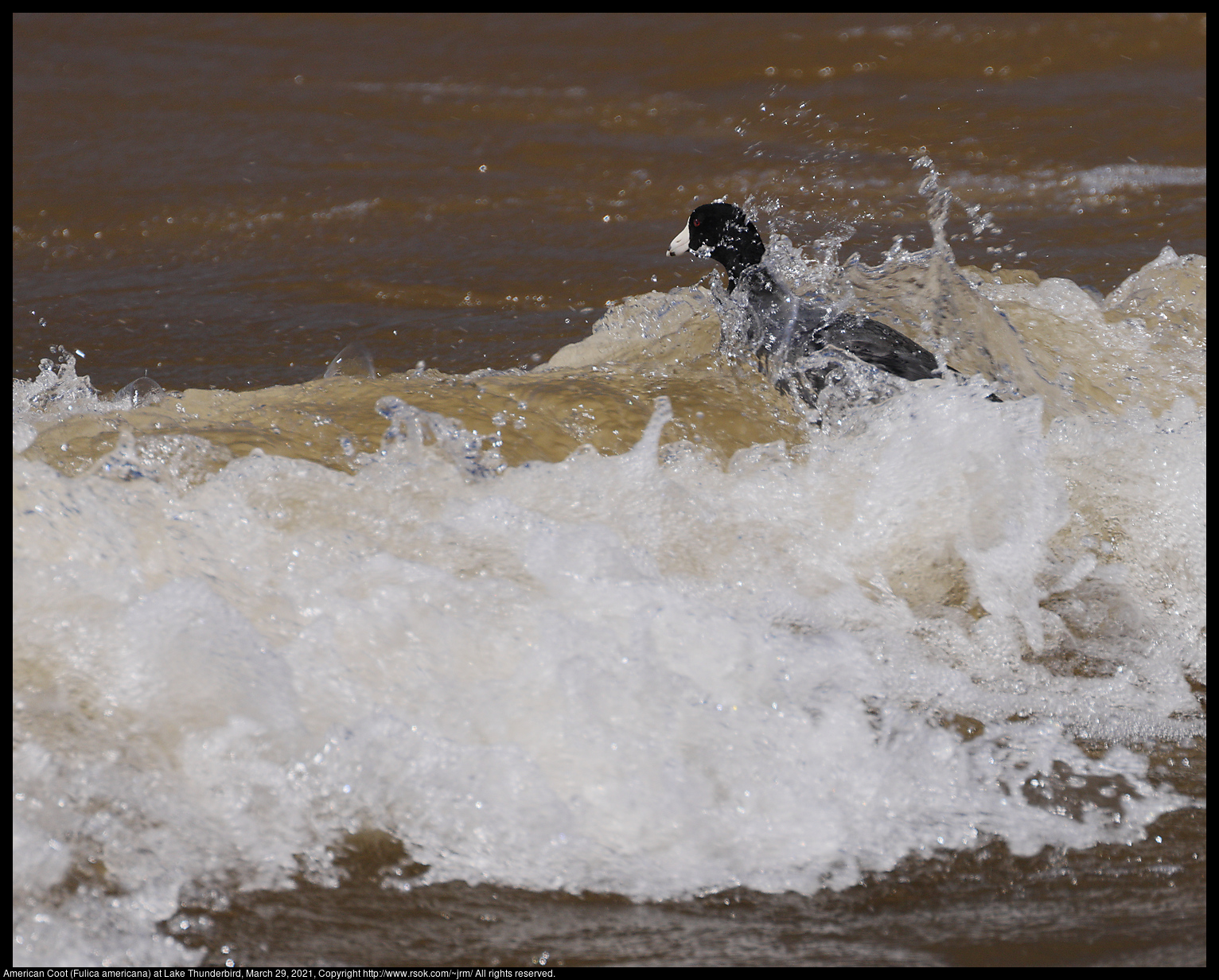 American Coot (Fulica americana) at Lake Thunderbird, March 29, 2021