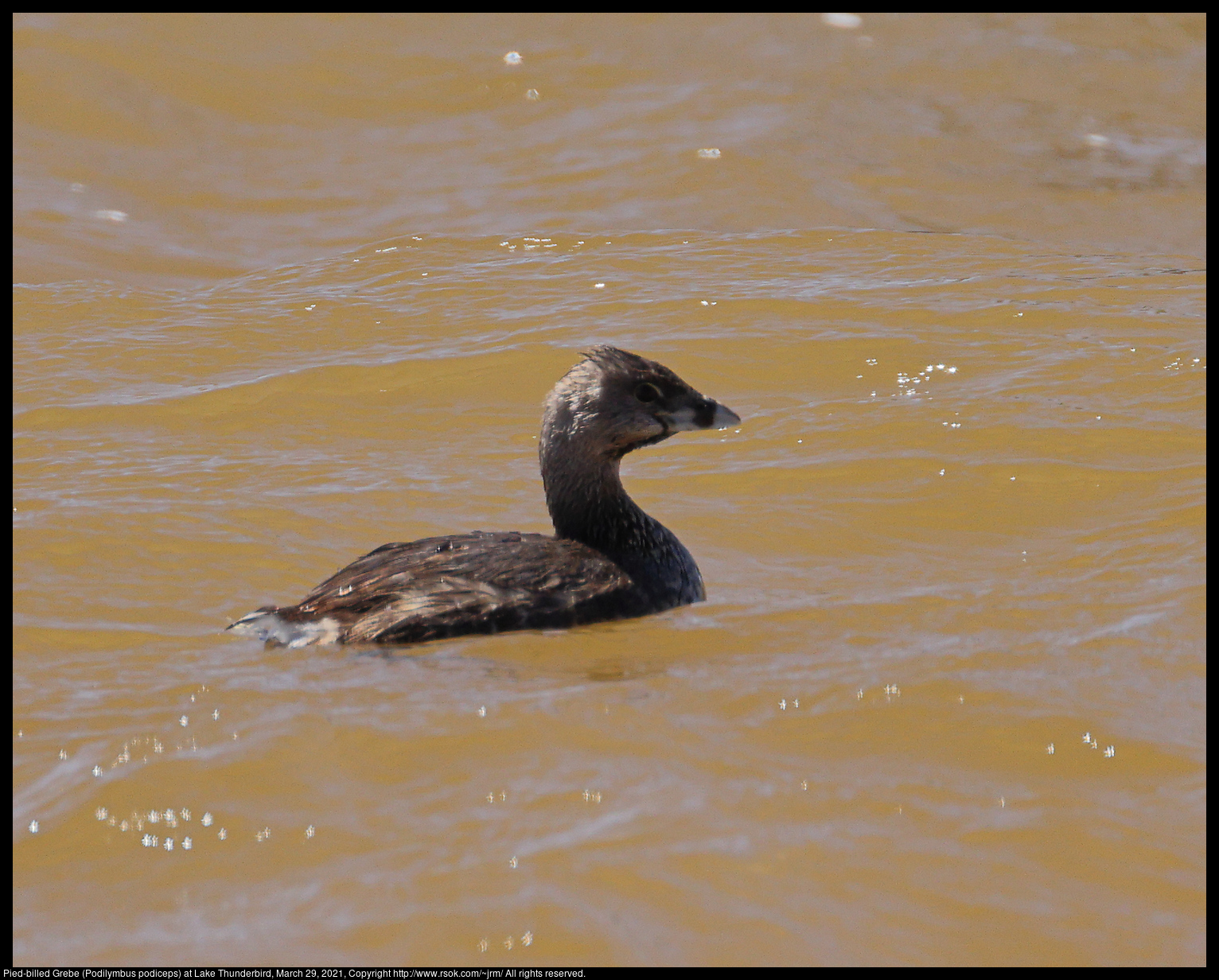 Pied-billed Grebe (Podilymbus podiceps) at Lake Thunderbird, March 29, 2021