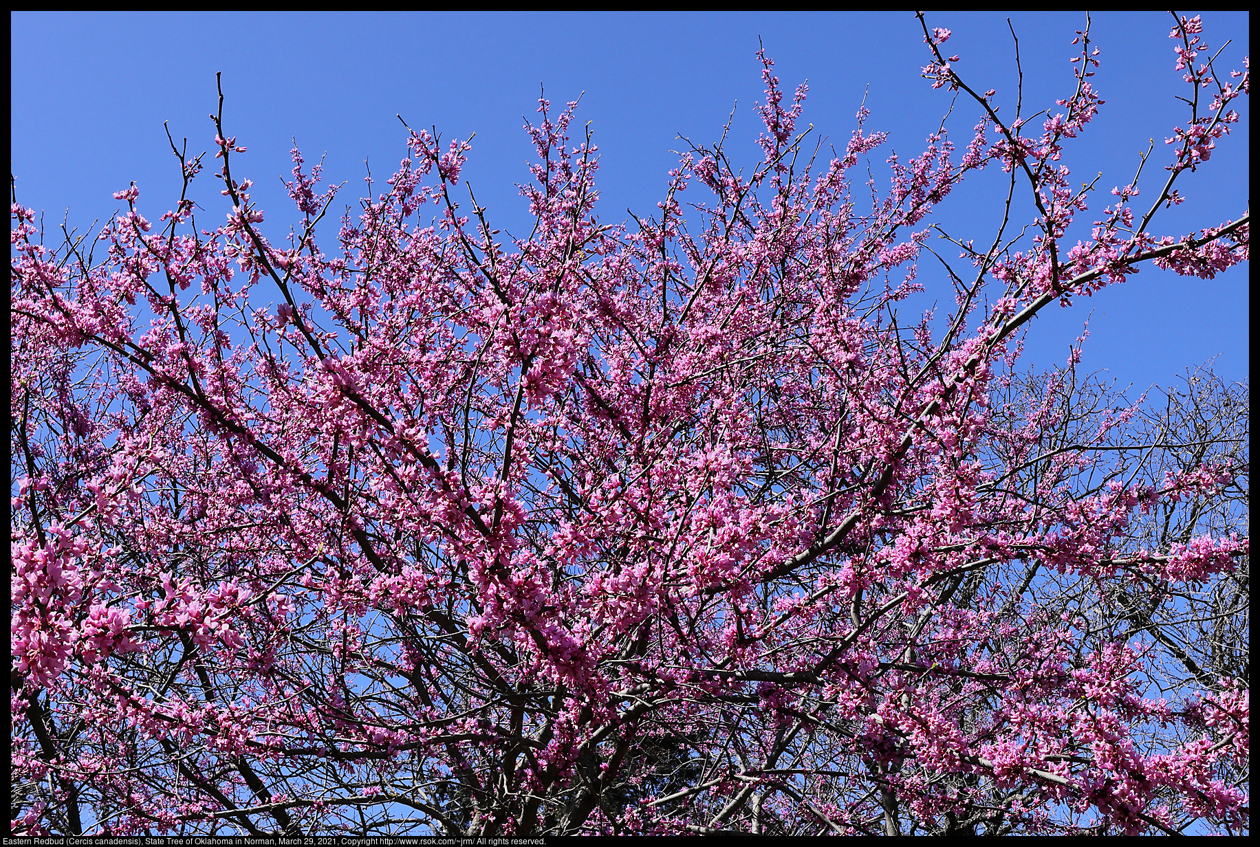 Eastern Redbud (Cercis canadensis), State Tree of Oklahoma in Norman, March 29, 2021
