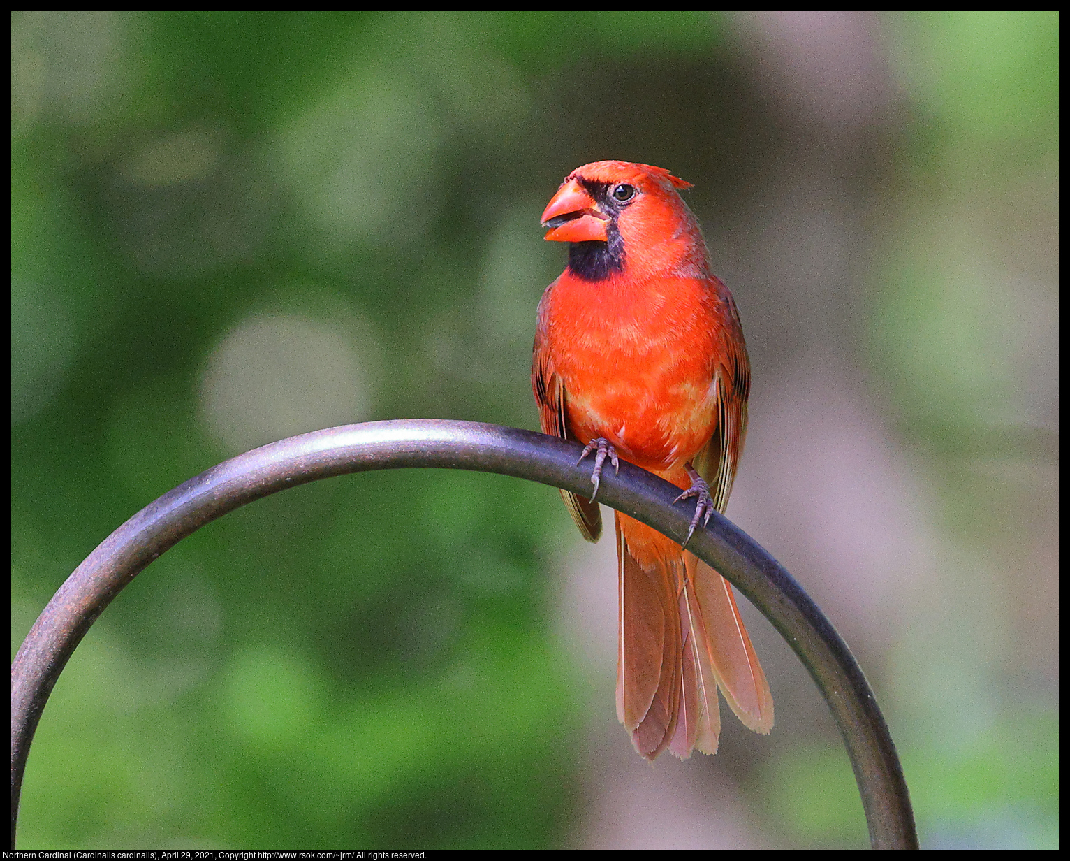 Northern Cardinal (Cardinalis cardinalis), April 29, 2021