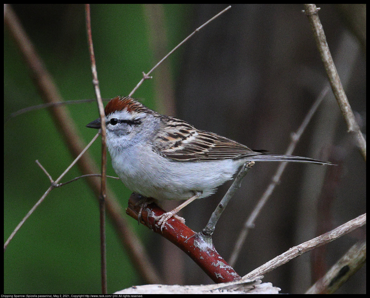 Chipping Sparrow (Spizella passerina), May 2, 2021