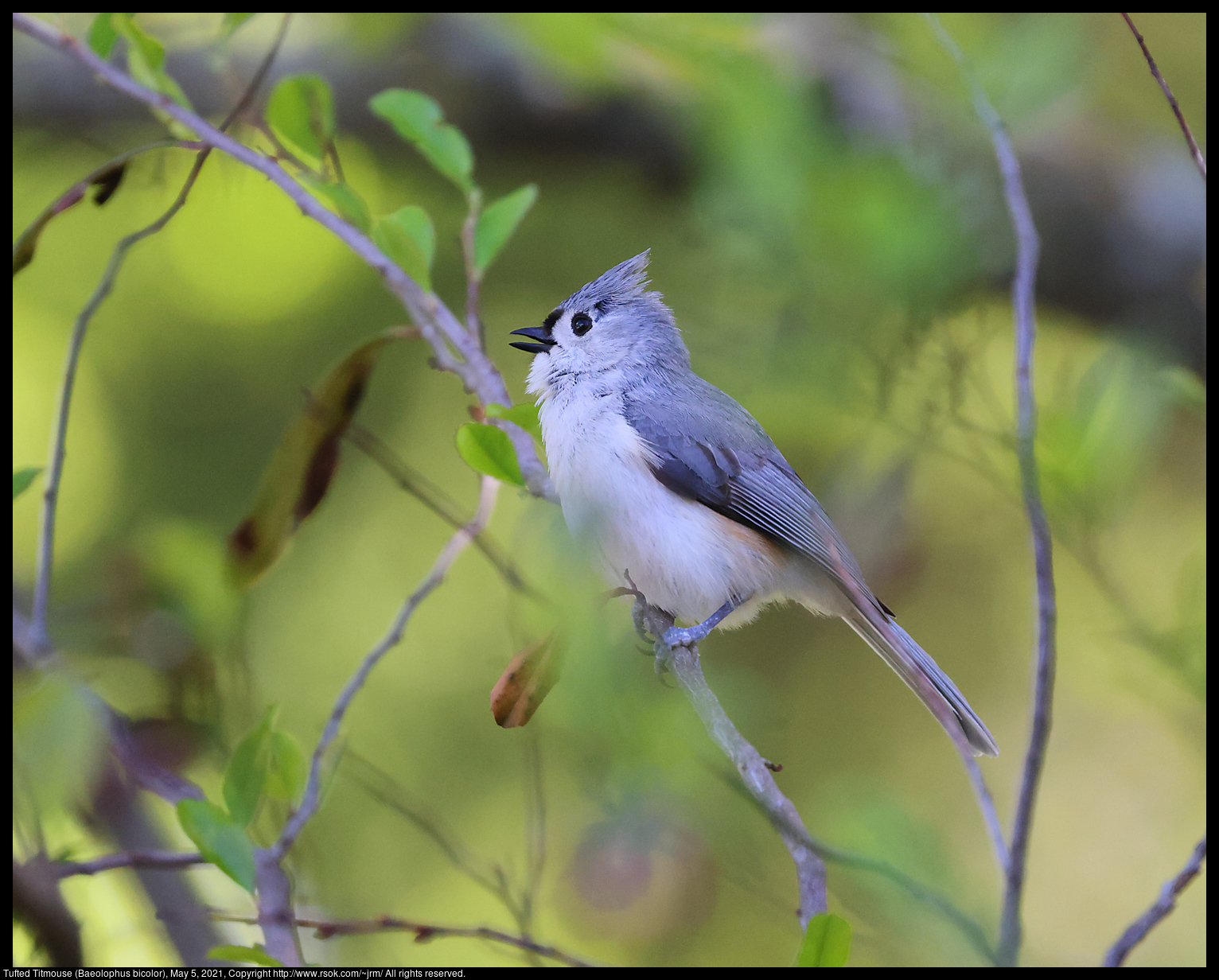 Tufted Titmouse (Baeolophus bicolor), May 5, 2021