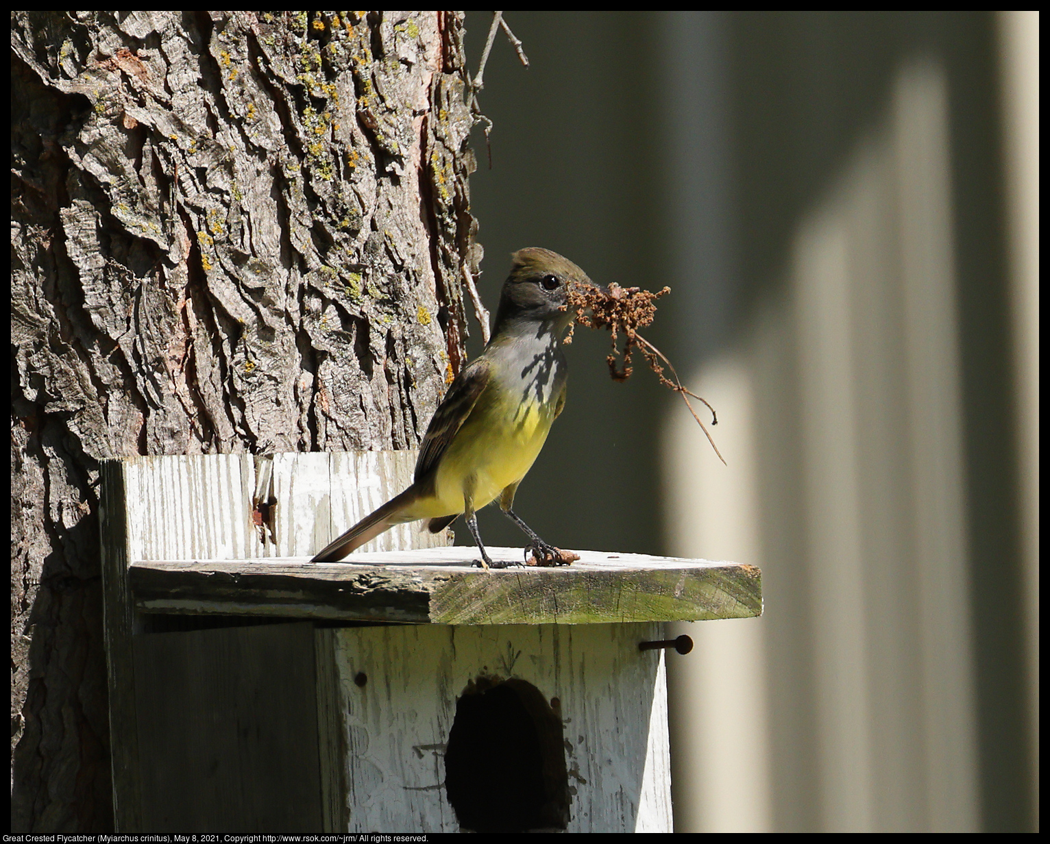 Great Crested Flycatcher (Myiarchus crinitus), May 8, 2021