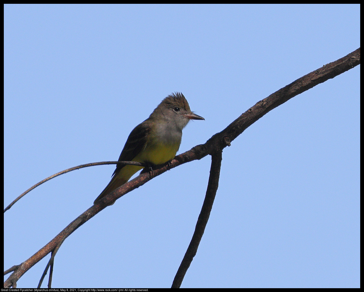 Great Crested Flycatcher (Myiarchus crinitus), May 8, 2021