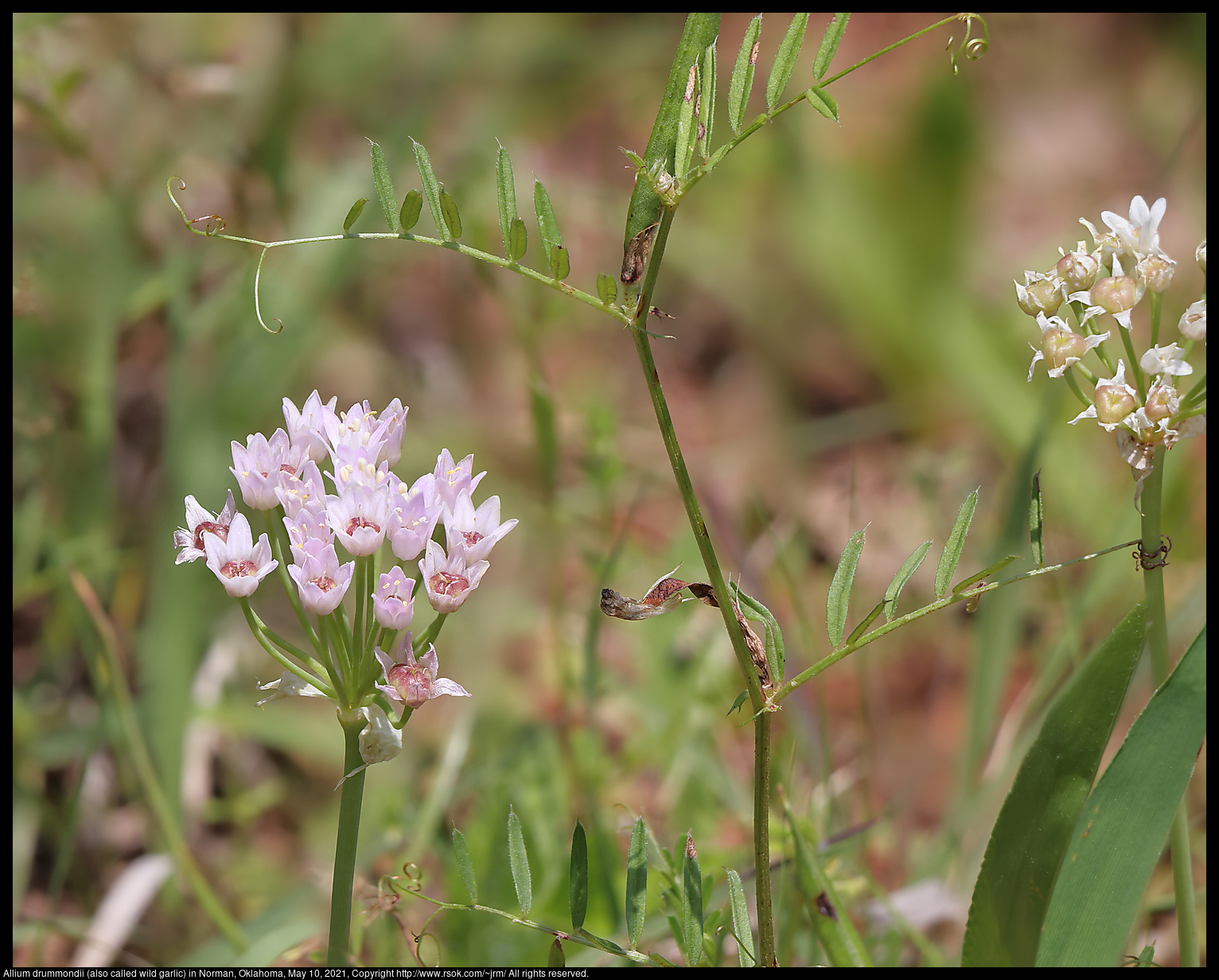 Allium drummondii (also called wild garlic) in Norman, Oklahoma, May 10, 2021