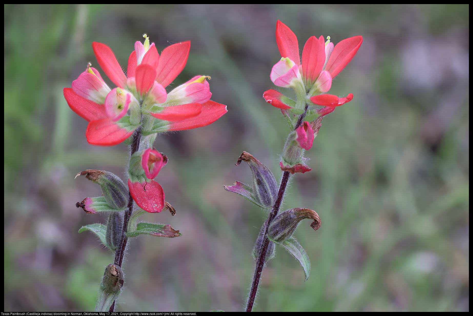 Texas Paintbrush (Castilleja indivisa) blooming in Norman, Oklahoma, May 17, 2021