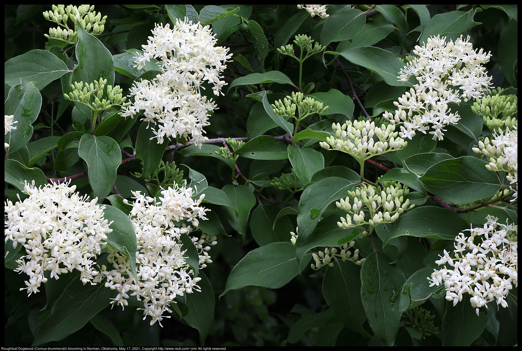 Roughleaf Dogwood (Cornus drummondii) blooming in Norman, Oklahoma, May 17, 2021