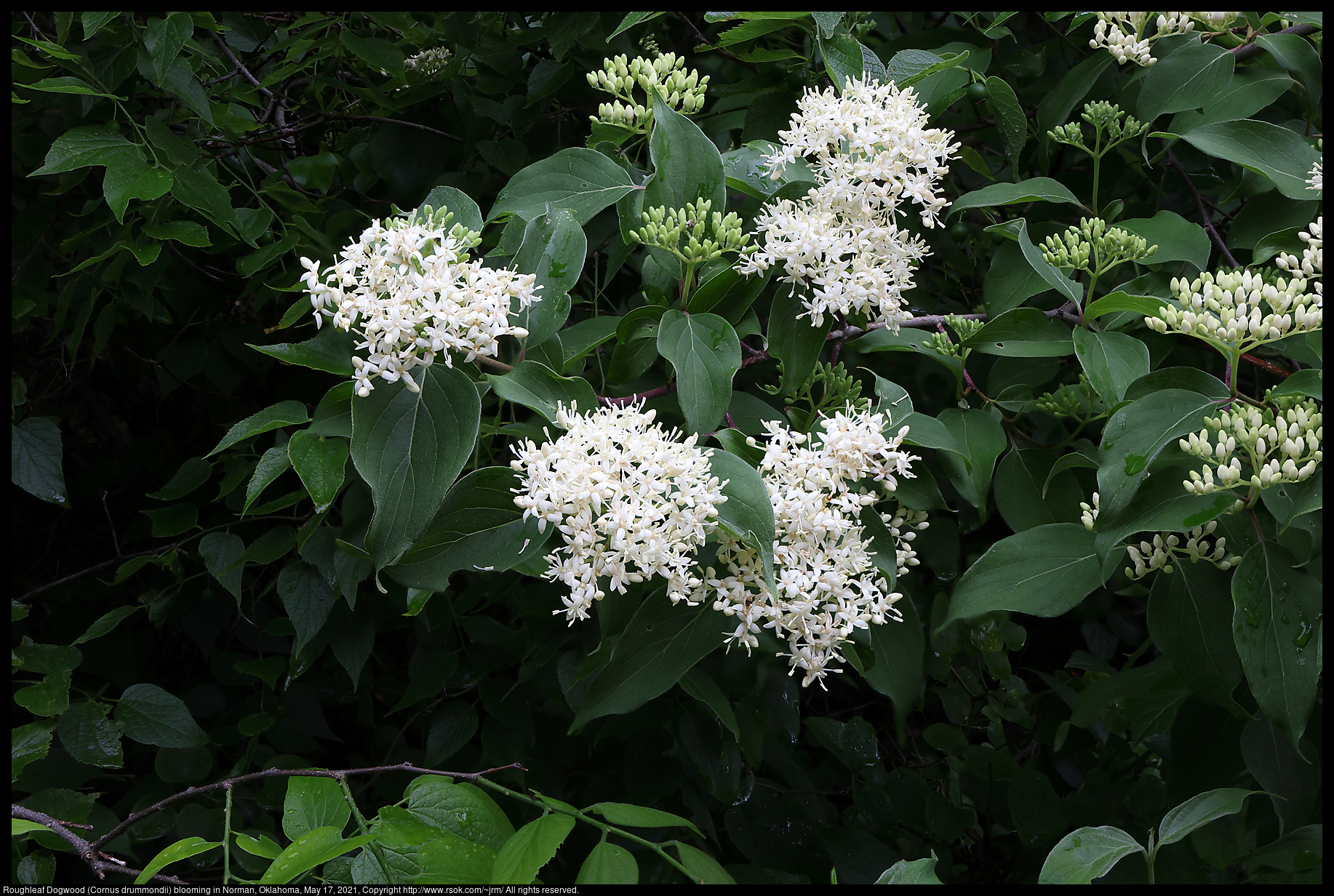 Roughleaf Dogwood (Cornus drummondii) blooming in Norman, Oklahoma, May 17, 2021