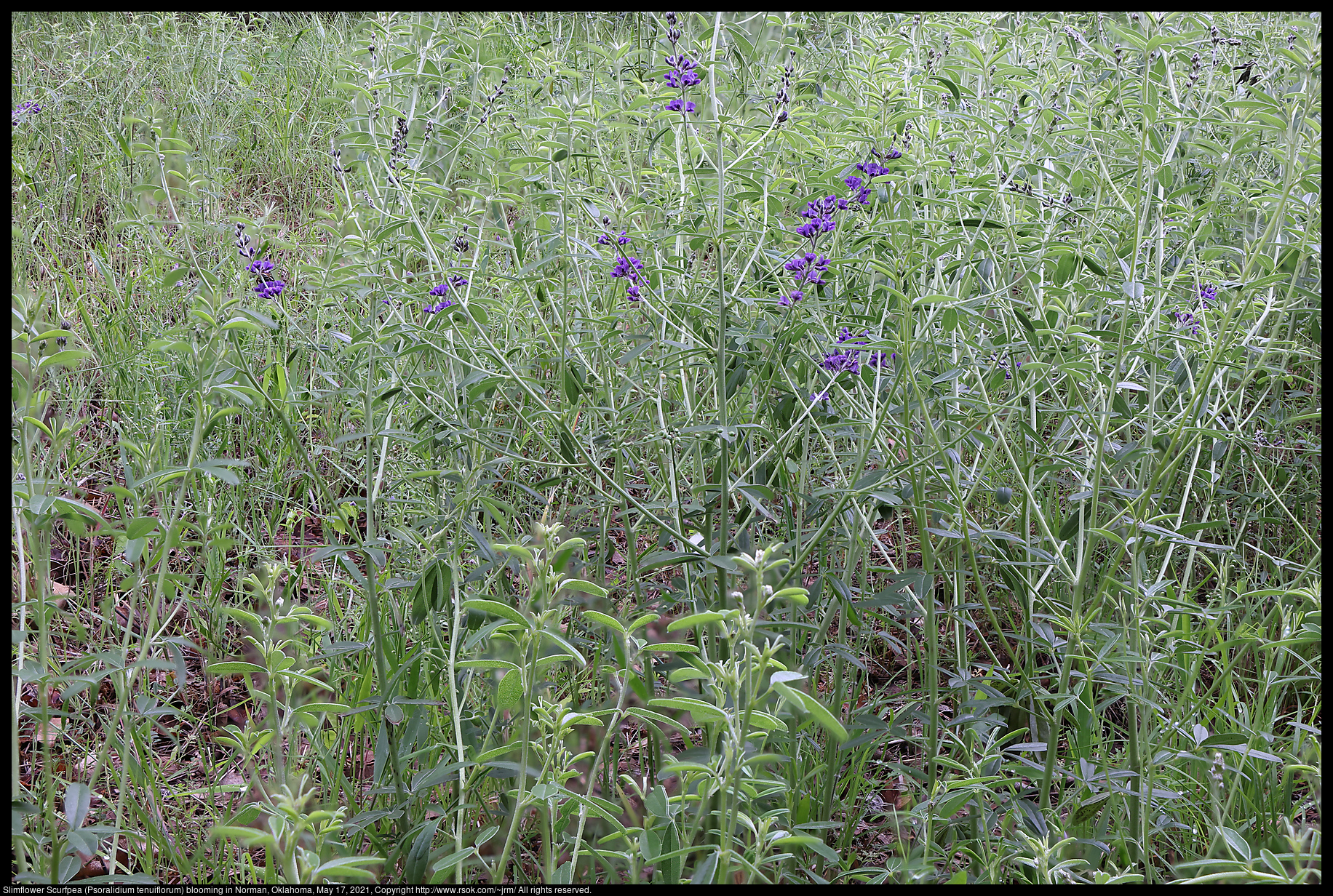 Slimflower Scurfpea (Psoralidium tenuiflorum) blooming in Norman, Oklahoma, May 17, 2021