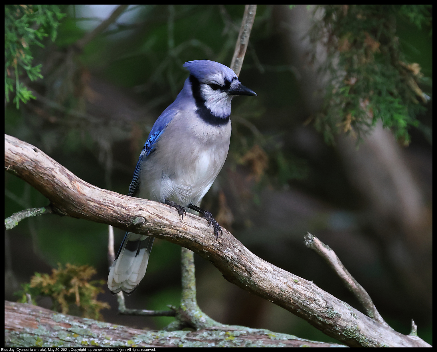 Blue Jay (Cyanocitta cristata), May 20, 2021