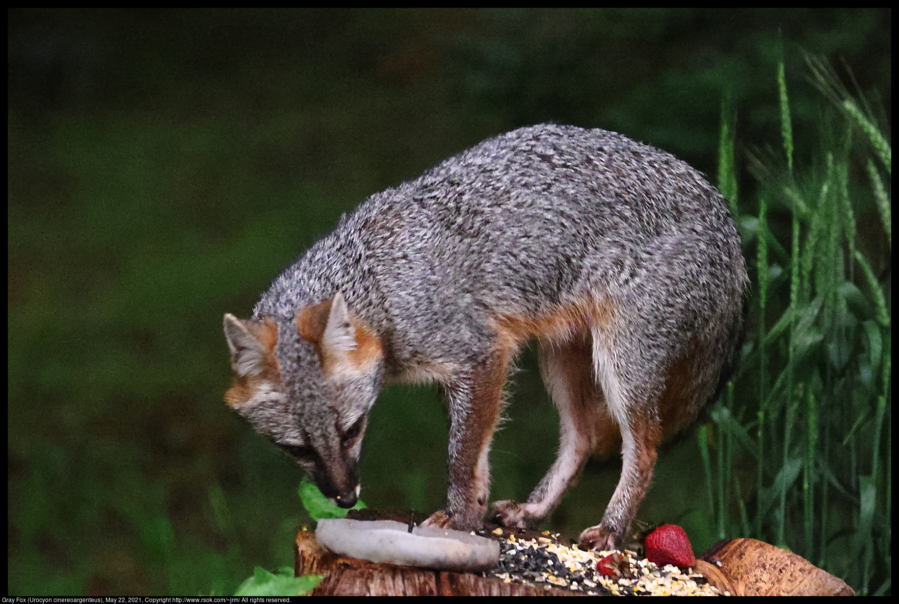 Gray Fox (Urocyon cinereoargenteus), May 22, 2021