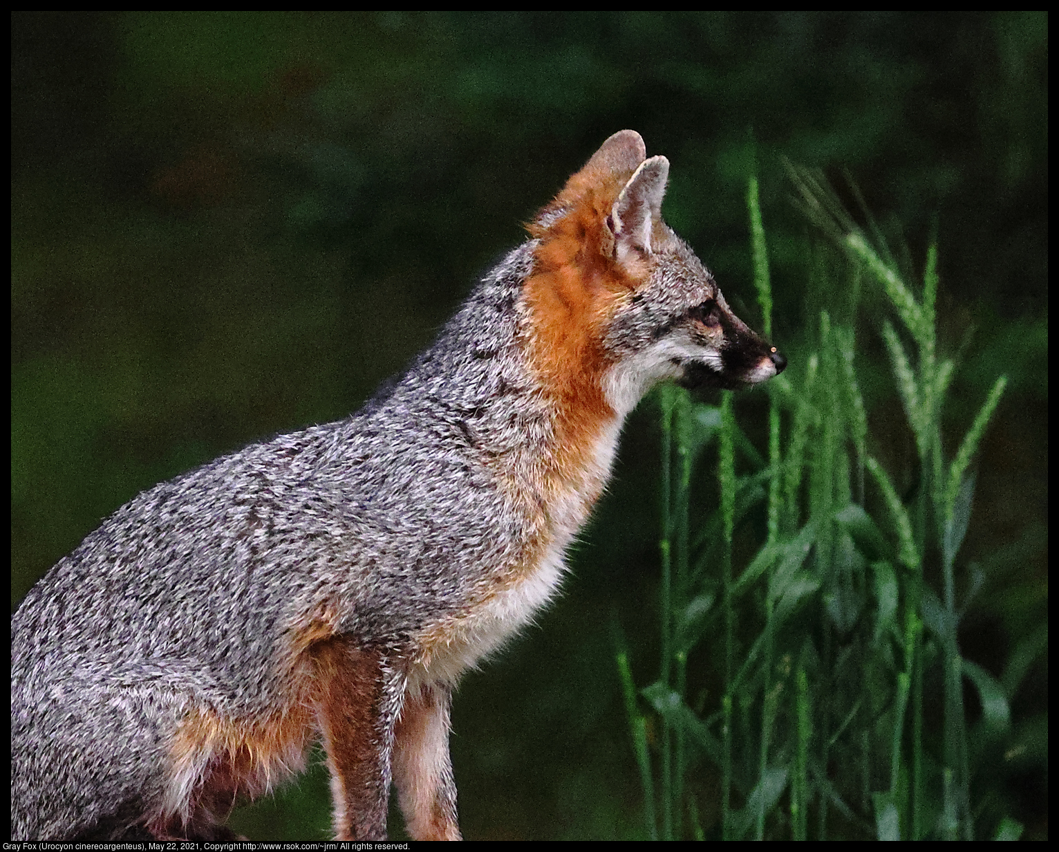 Gray Fox (Urocyon cinereoargenteus), May 22, 2021