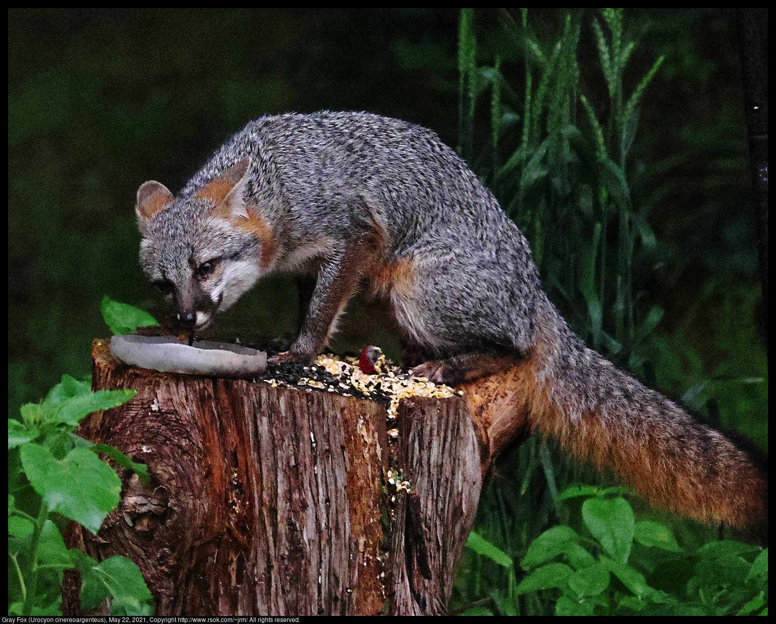 Gray Fox (Urocyon cinereoargenteus), May 22, 2021