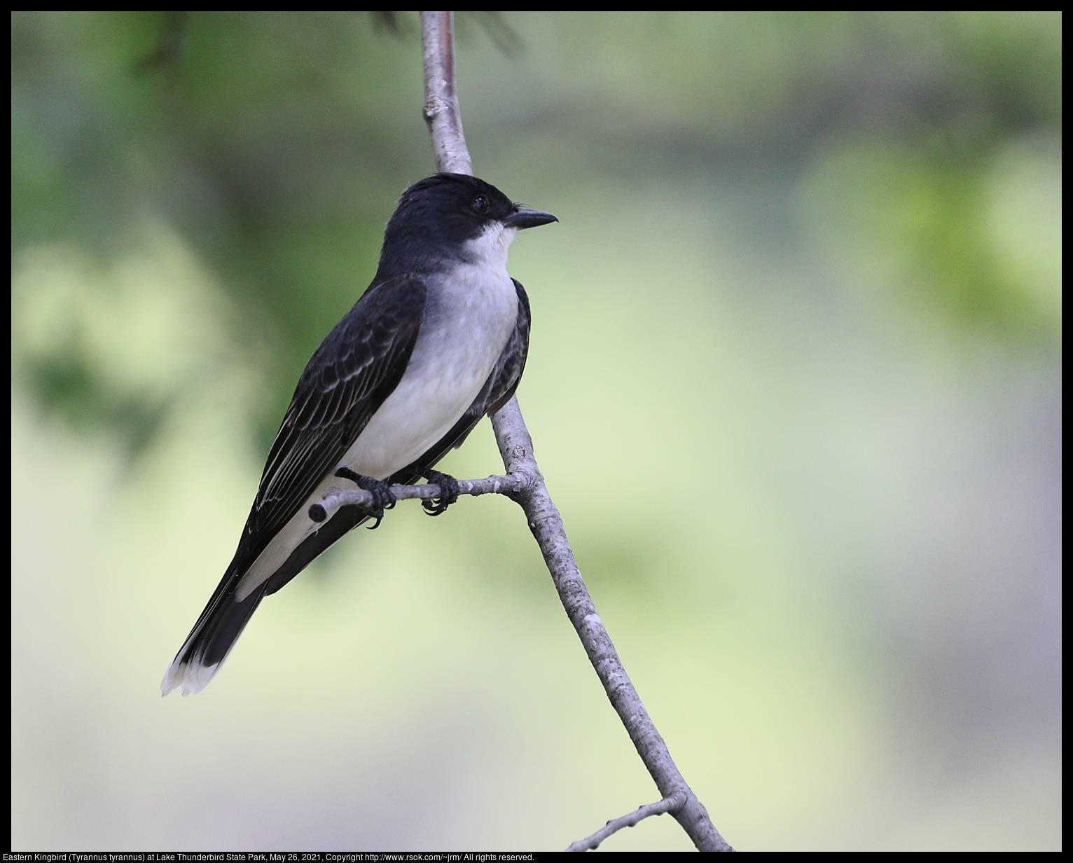 Eastern Kingbird (Tyrannus tyrannus) at Lake Thunderbird State Park, May 26, 2021